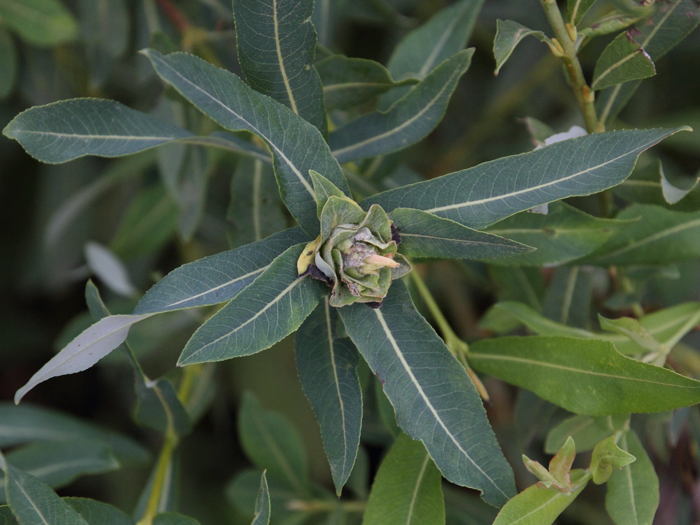 rabdophaga_rosaria_galle1md