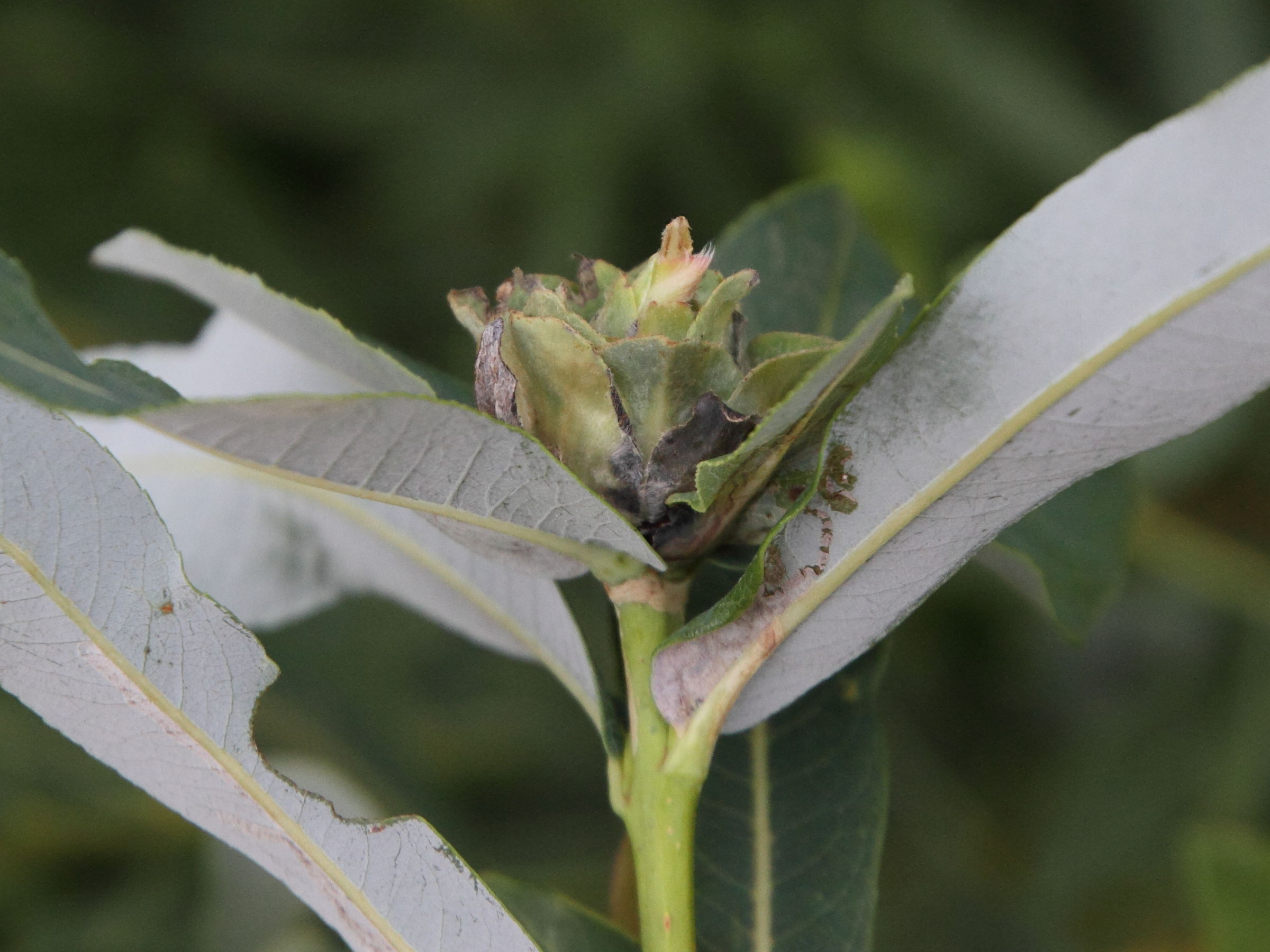 rabdophaga_rosaria_galle2md