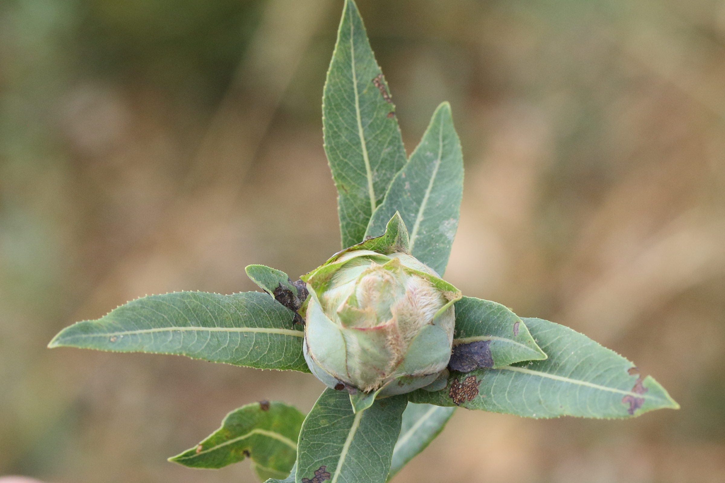 rabdophaga_rosaria_galle3md