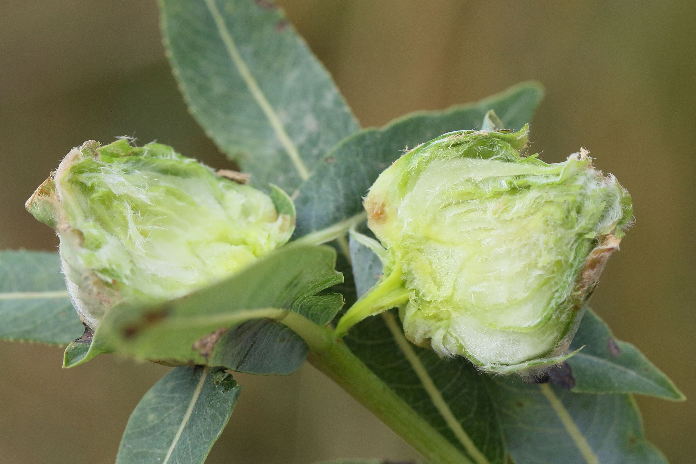 rabdophaga_rosaria_galle4md