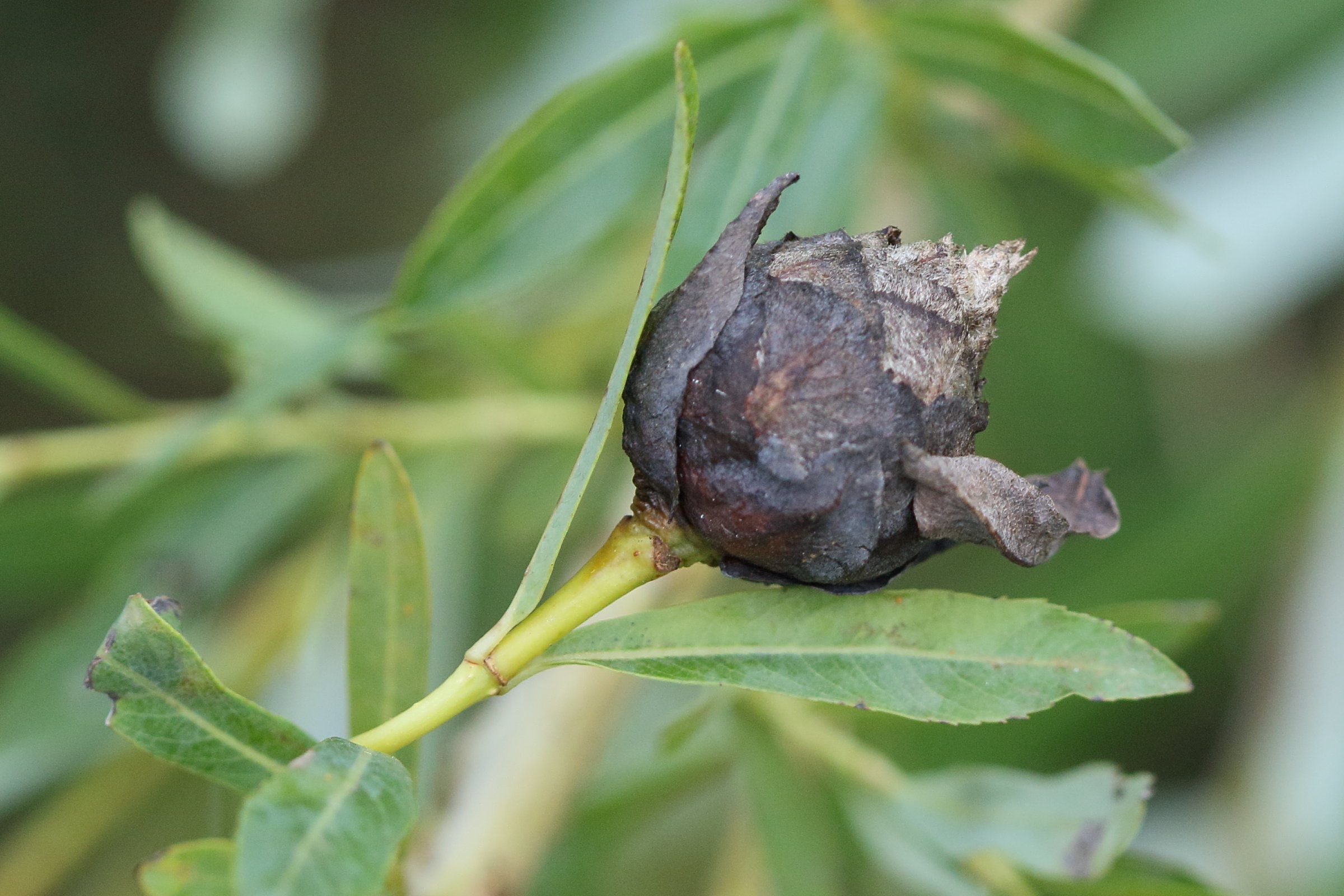 rabdophaga_rosaria_galle5md