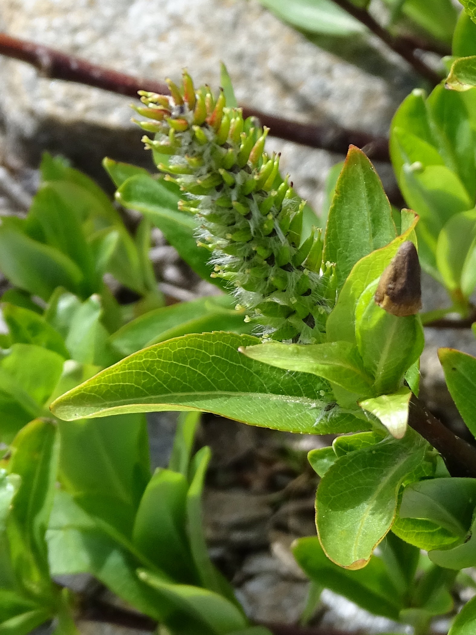 Afficher le média salix_breviserrata2mv salix_breviserrata2mv