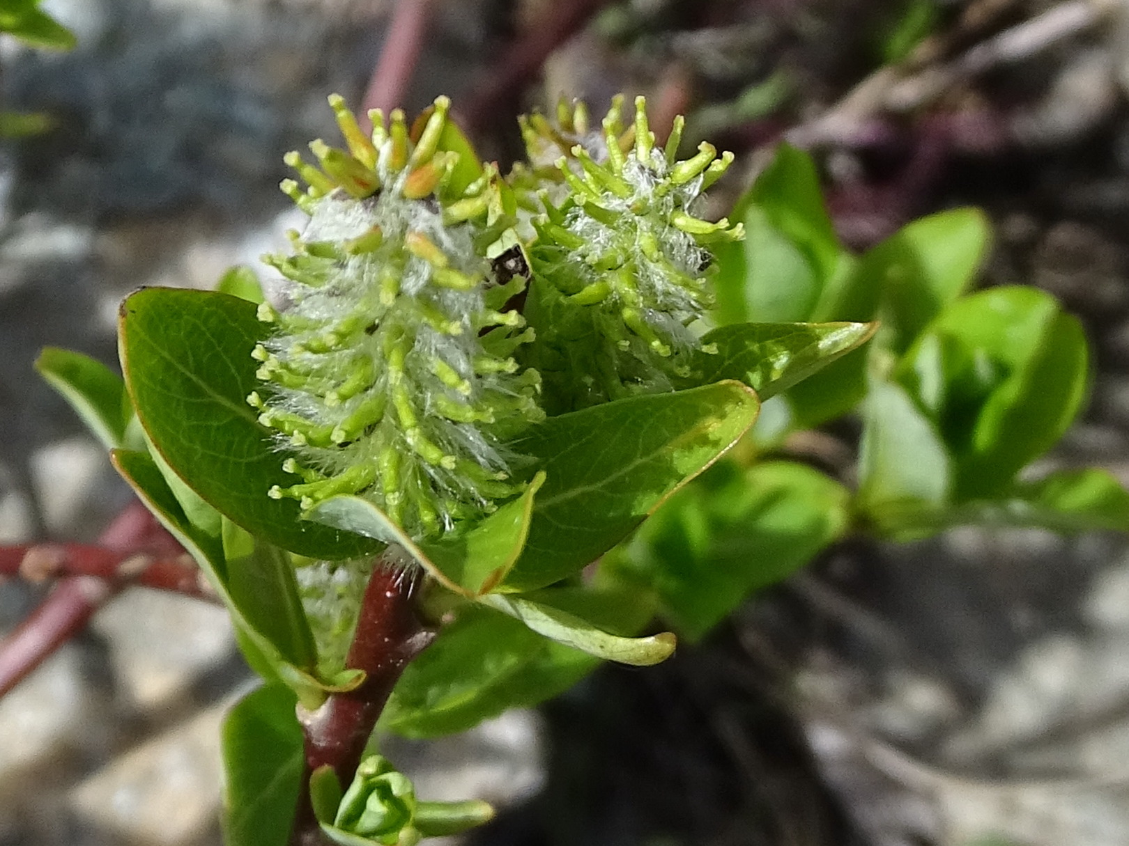 Afficher le média salix_breviserrata3mv salix_breviserrata3mv