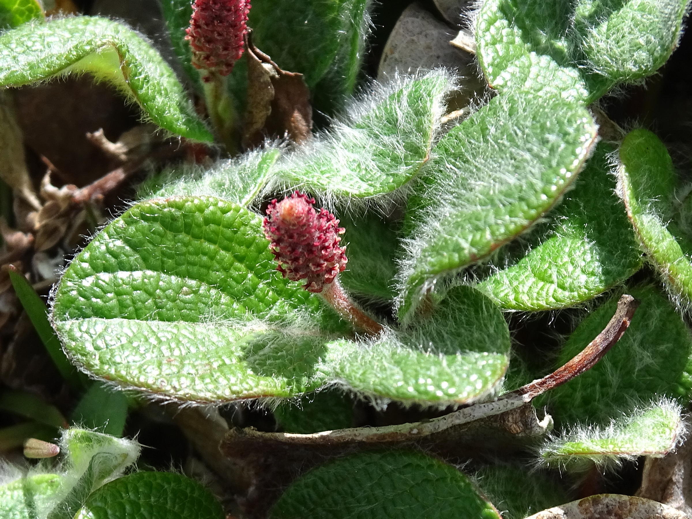 Afficher le média salix_reticulata6mv salix_reticulata6mv