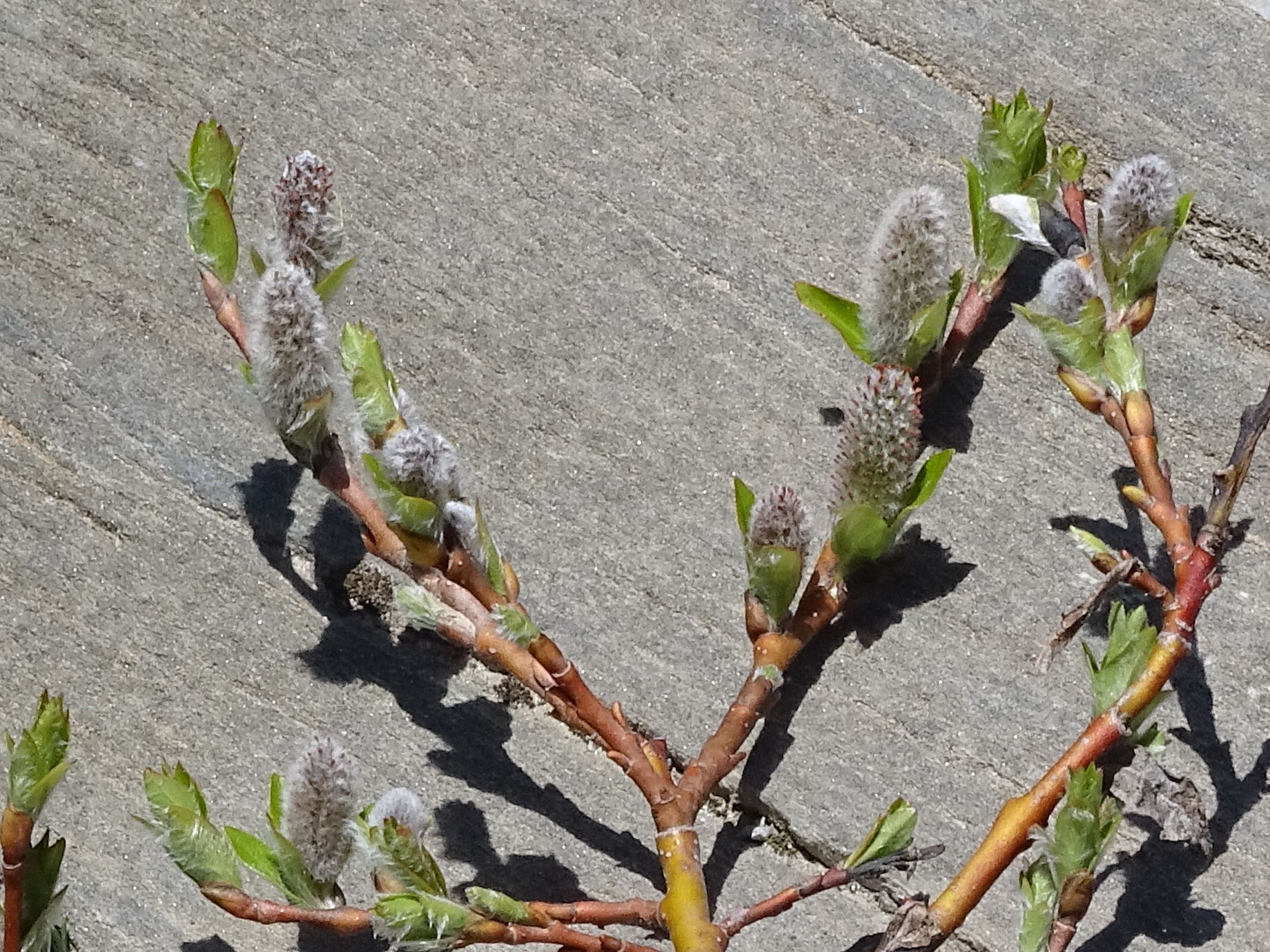 Afficher le média salix_breviserrata4mv salix_breviserrata4mv