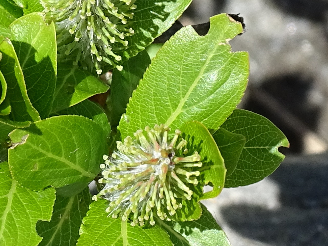 Afficher le média salix_breviserrata5mv salix_breviserrata5mv