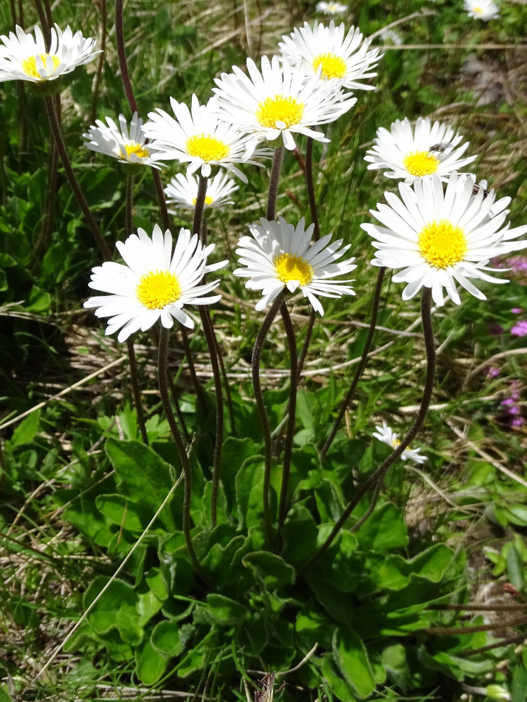 Afficher le média bellidiastrum_michellii2mv bellidiastrum_michellii2mv