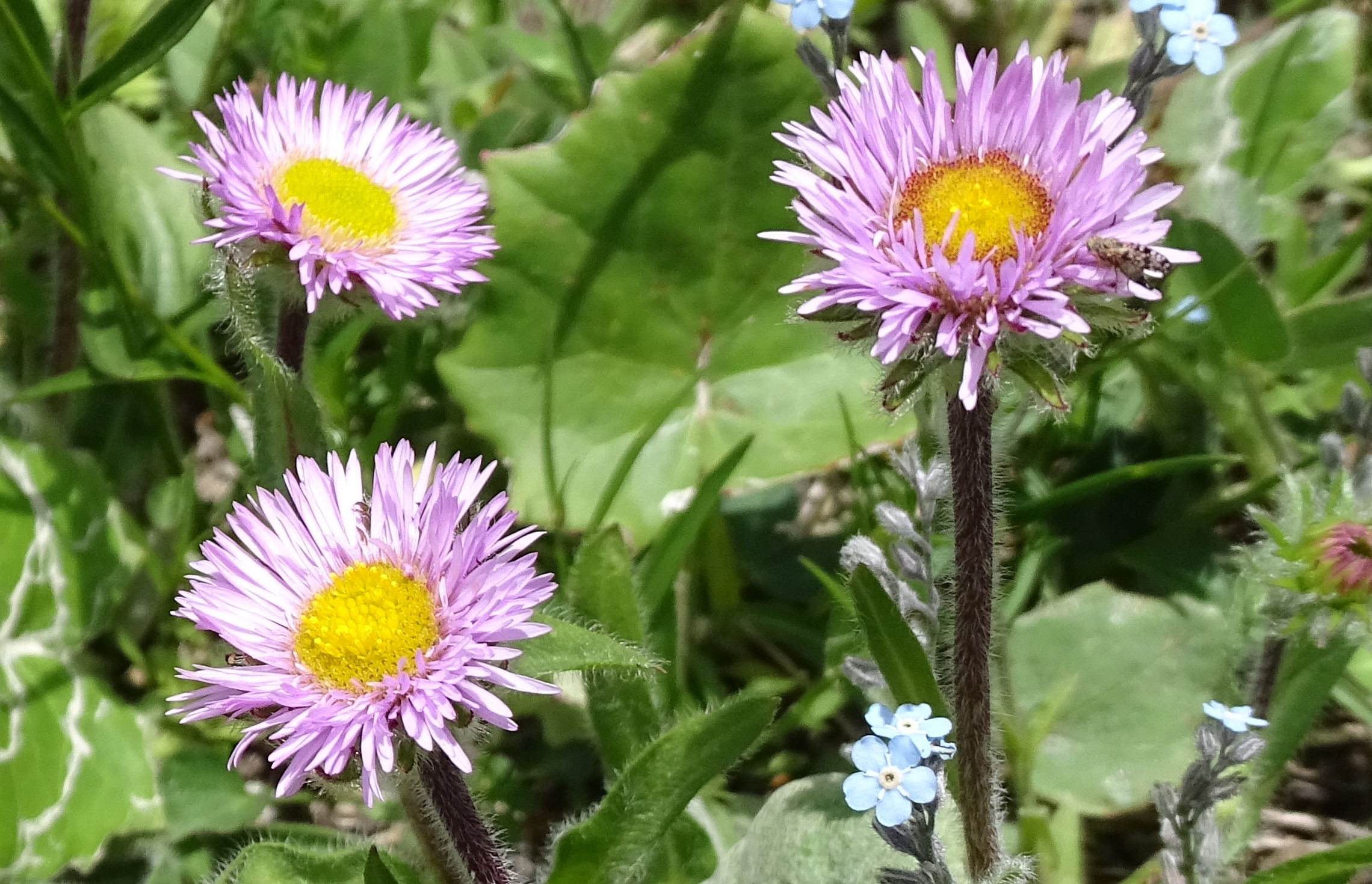 Afficher le média erigeron_alpinus2mv erigeron_alpinus2mv
