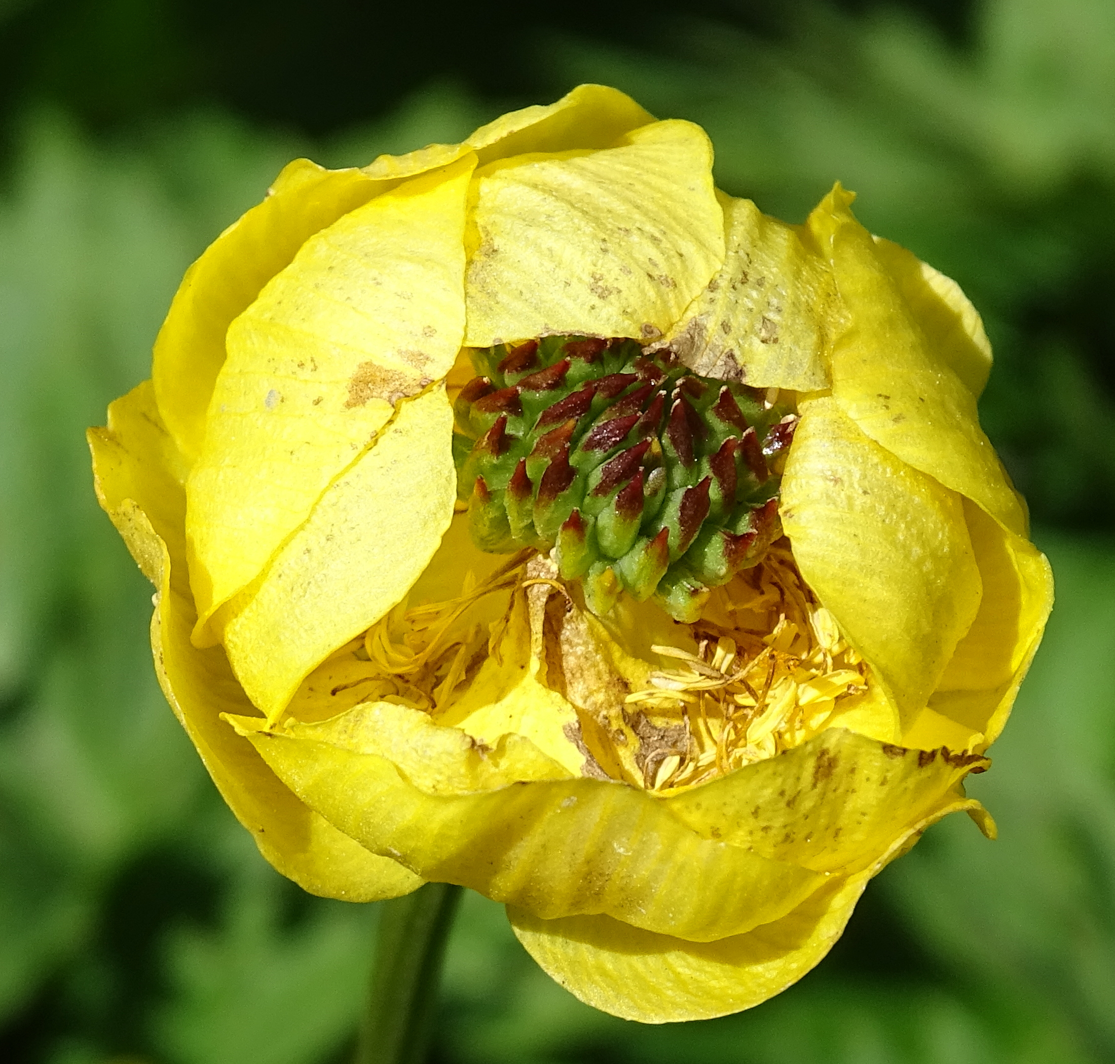 trollius_europaeus6mv