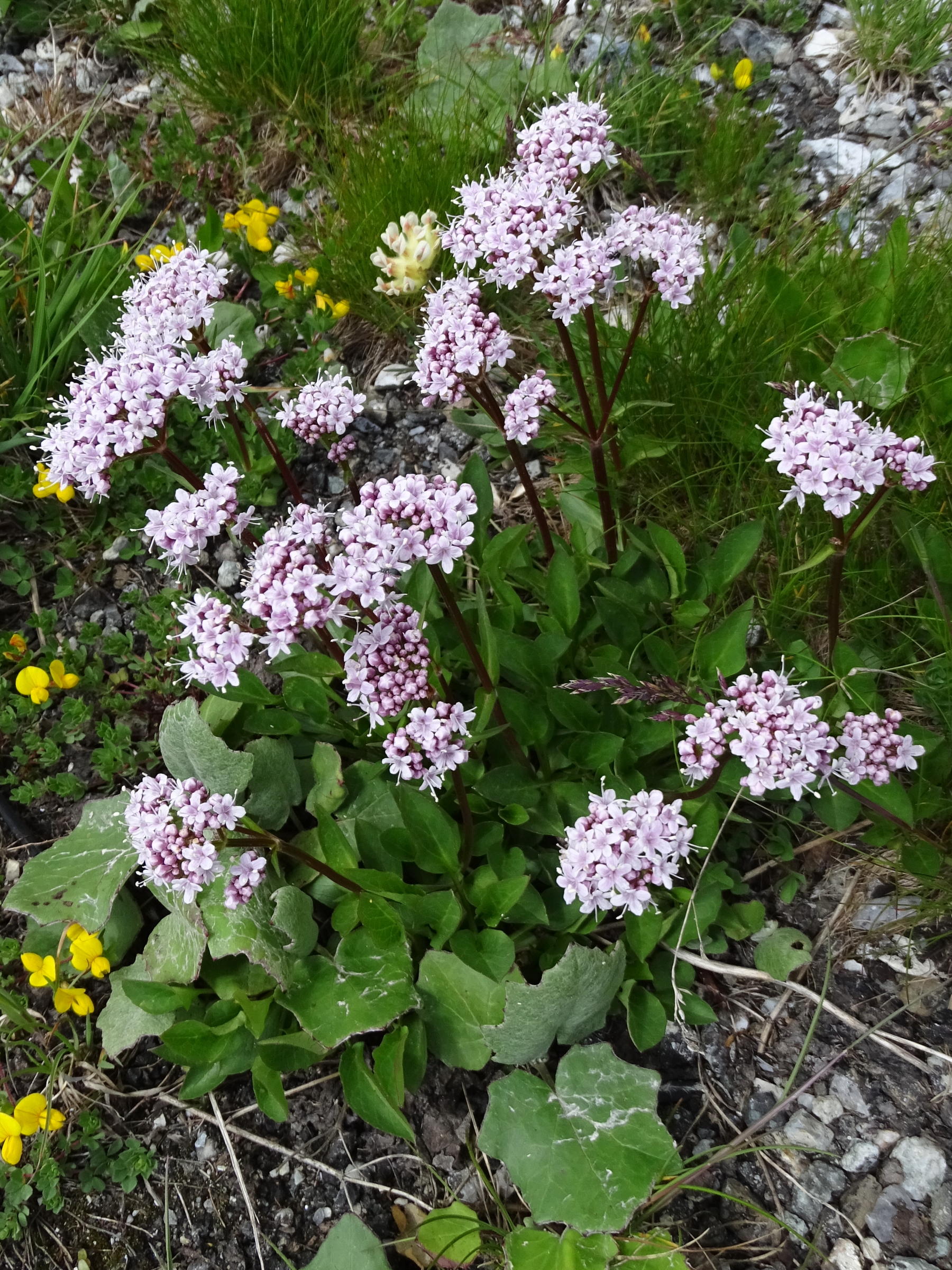 Afficher le média valeriana_montana7mv valeriana_montana7mv