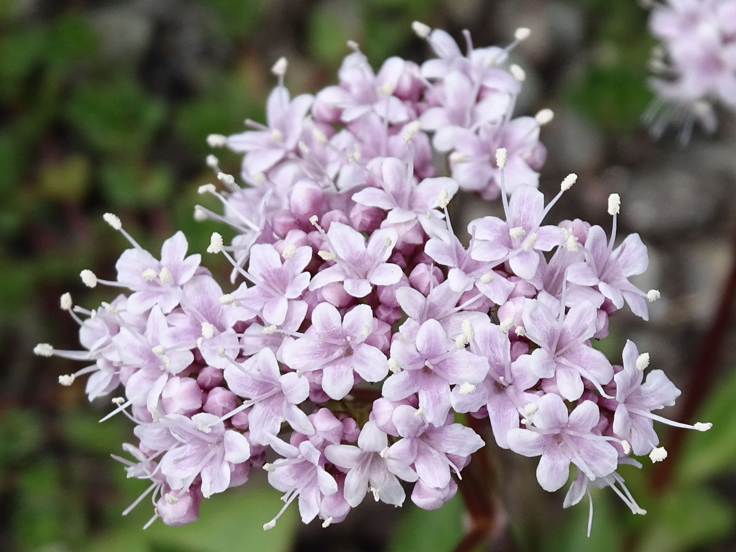 Afficher le média valeriana_montana8mv valeriana_montana8mv