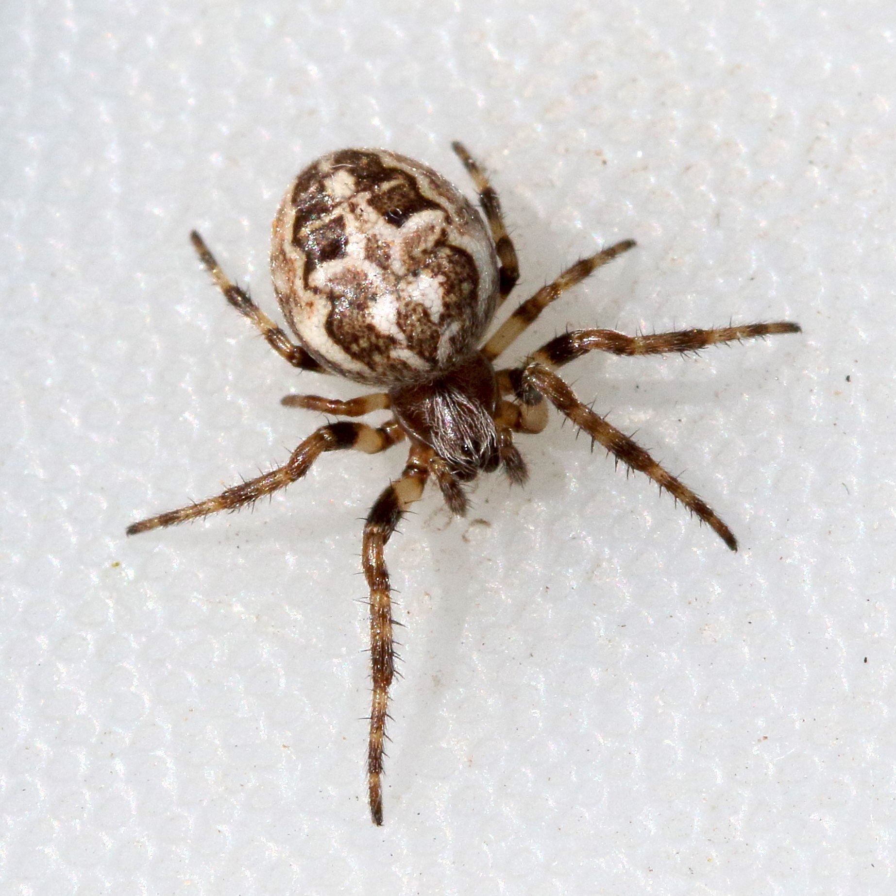 Afficher le média larinioides_cornutus7md larinioides_cornutus7md