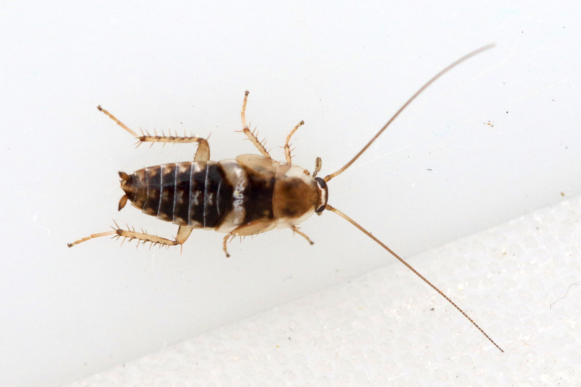 Afficher le média planuncus_vinzi3md planuncus_vinzi3md