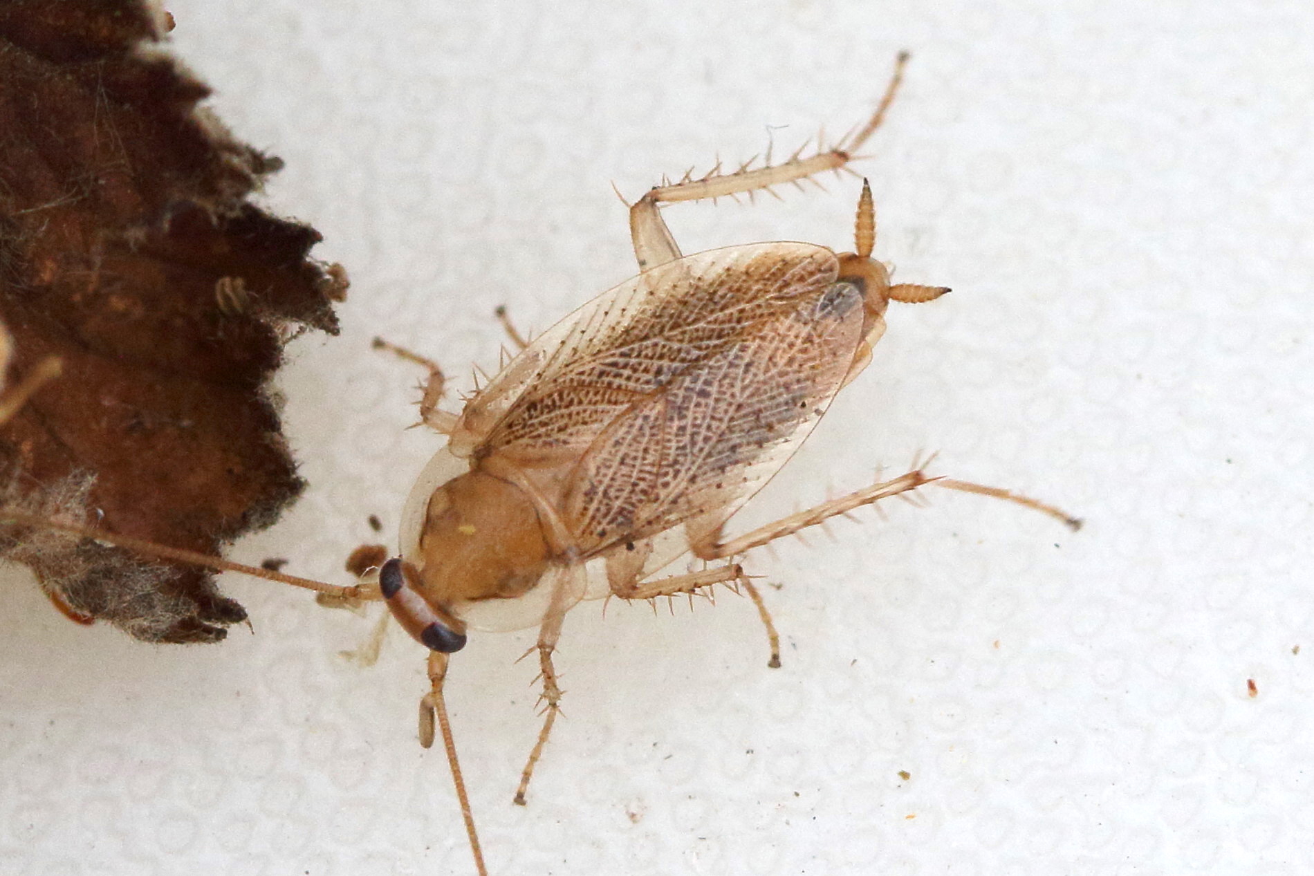 Afficher le média planuncus_vinzi4md planuncus_vinzi4md