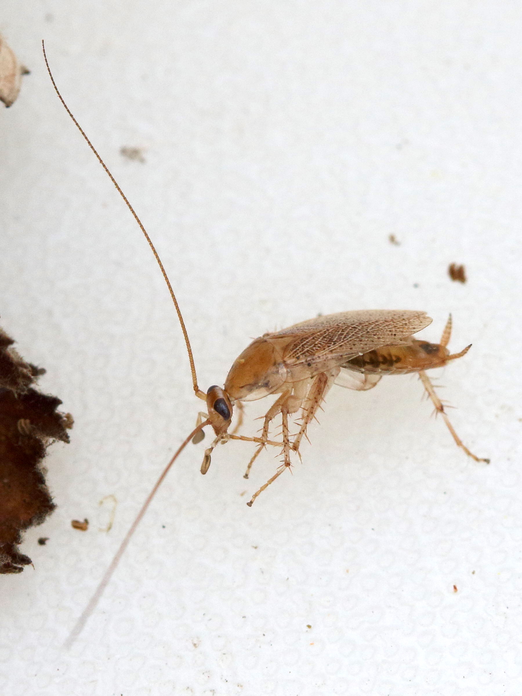 Afficher le média planuncus_vinzi5md planuncus_vinzi5md