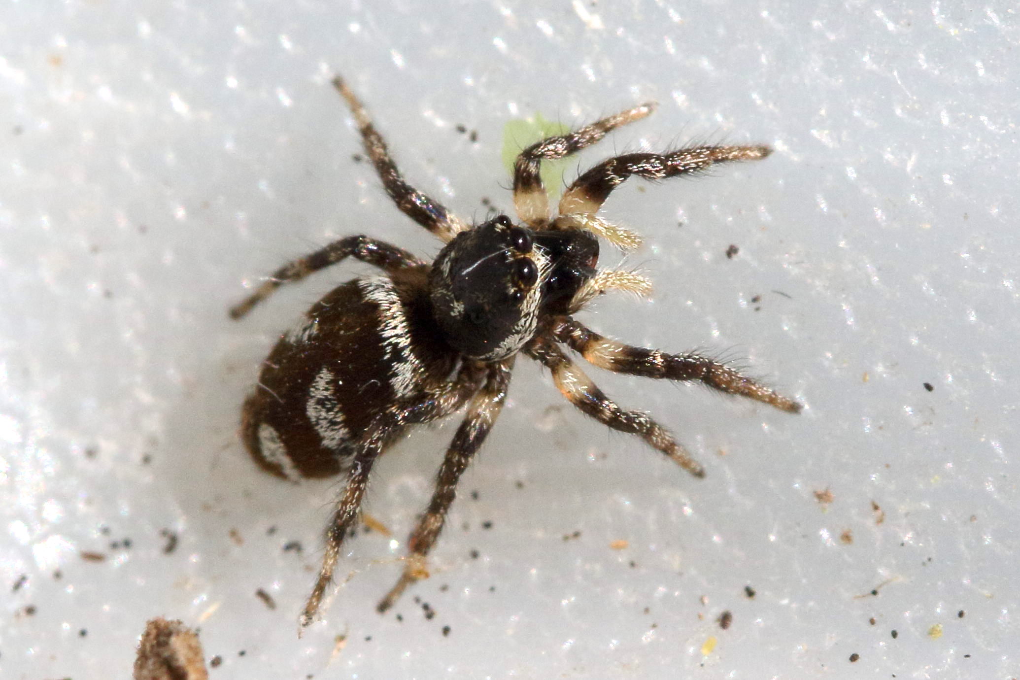 salticus_scenicus3md