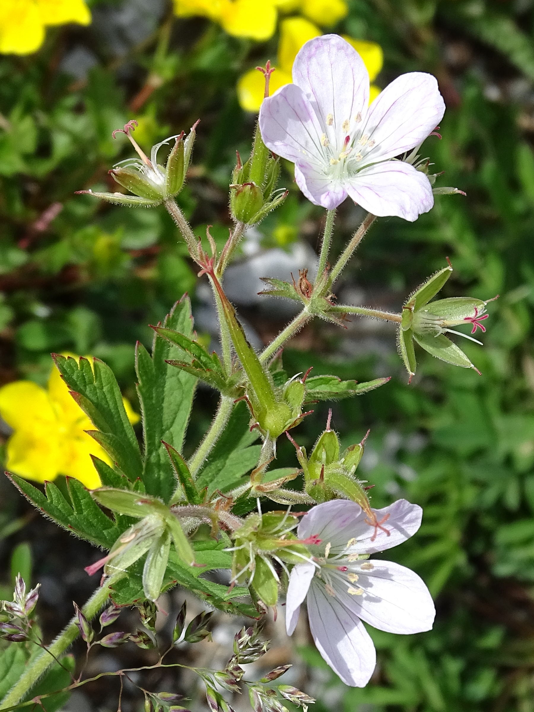 geranium_rivulare2mv