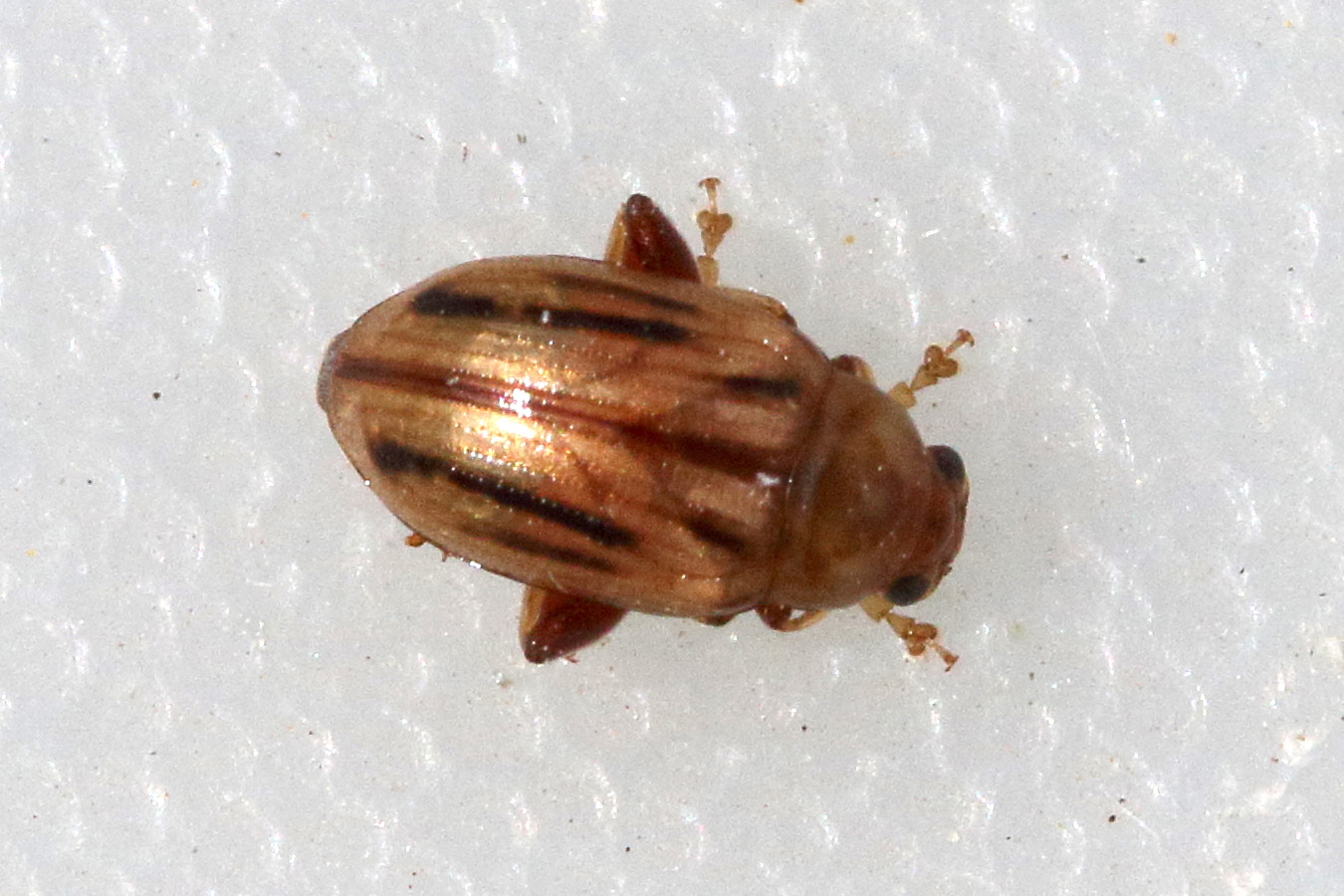 Afficher le média gonioctena_olivacea1md gonioctena_olivacea1md