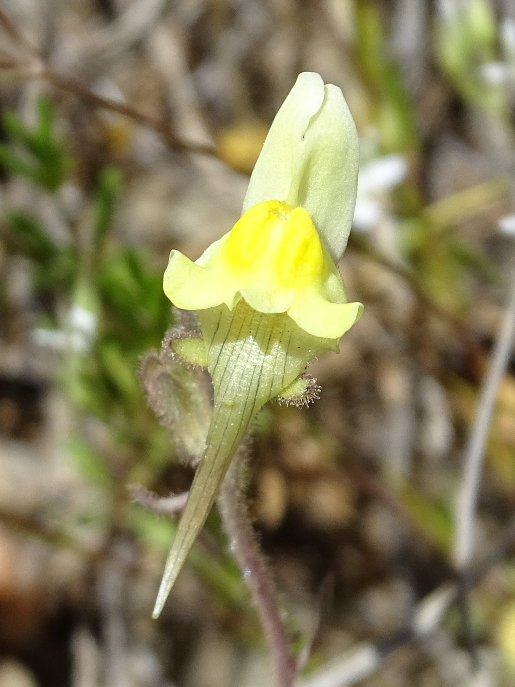 Afficher le média linaria_supina4mv linaria_supina4mv