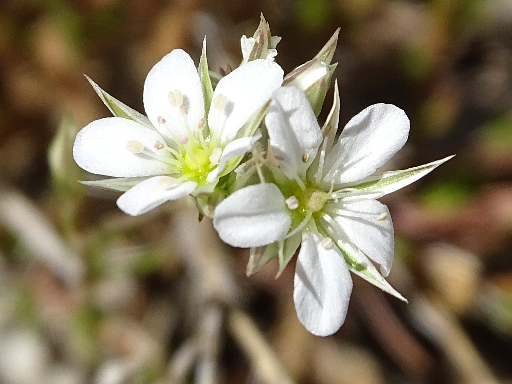 Afficher le média minuartia_rostrata5mv minuartia_rostrata5mv