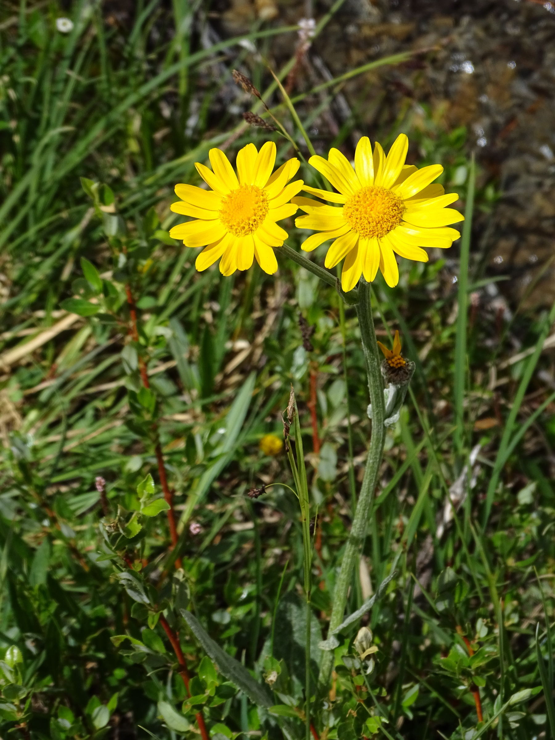 senecio_doronicum1mv