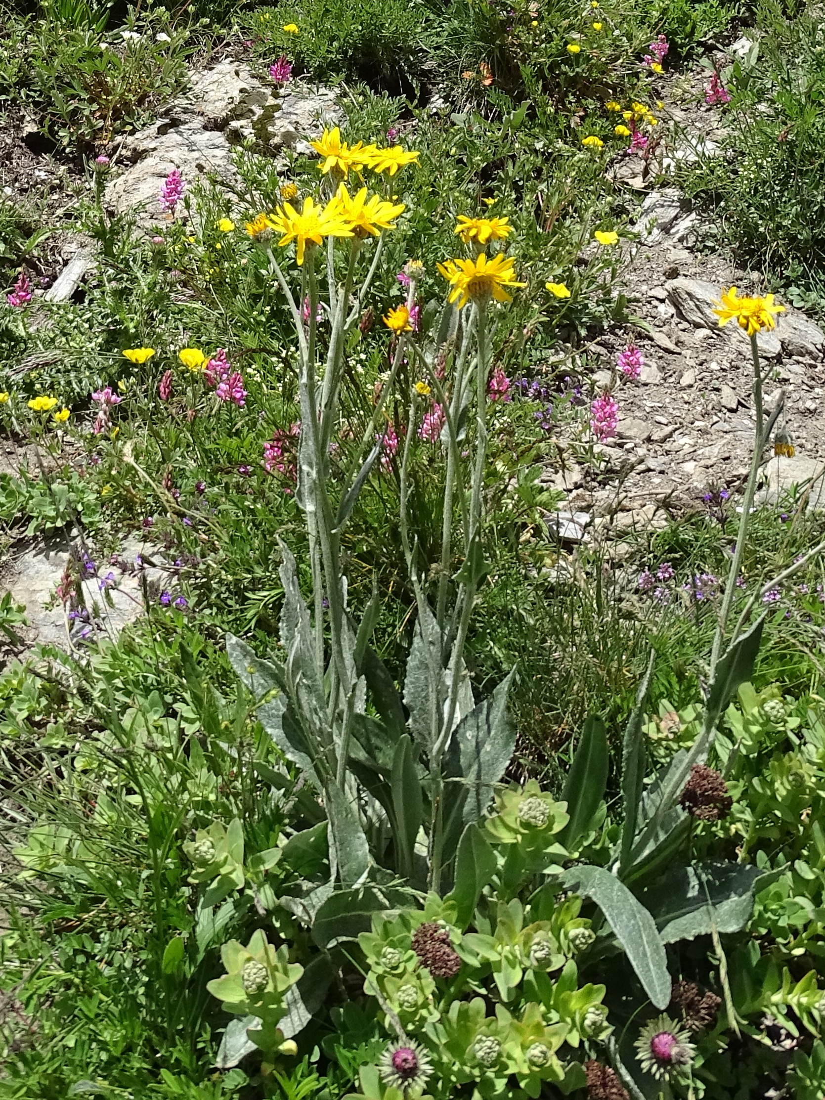 senecio_doronicum2mv