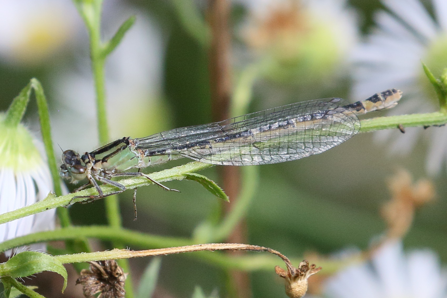 ischnura_elegans13bd