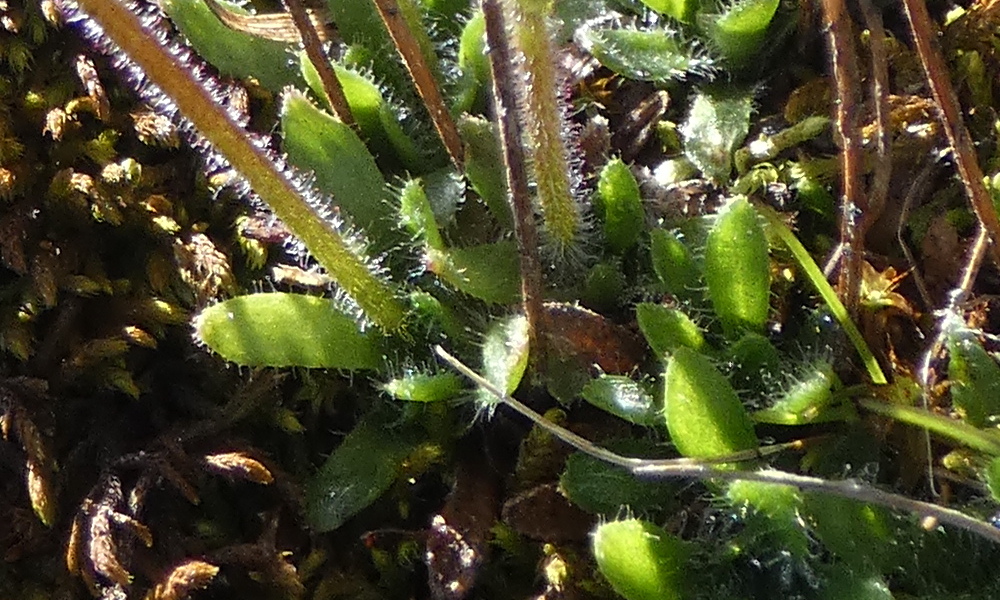 Afficher le média saxifraga_androsacea2gv saxifraga_androsacea2gv