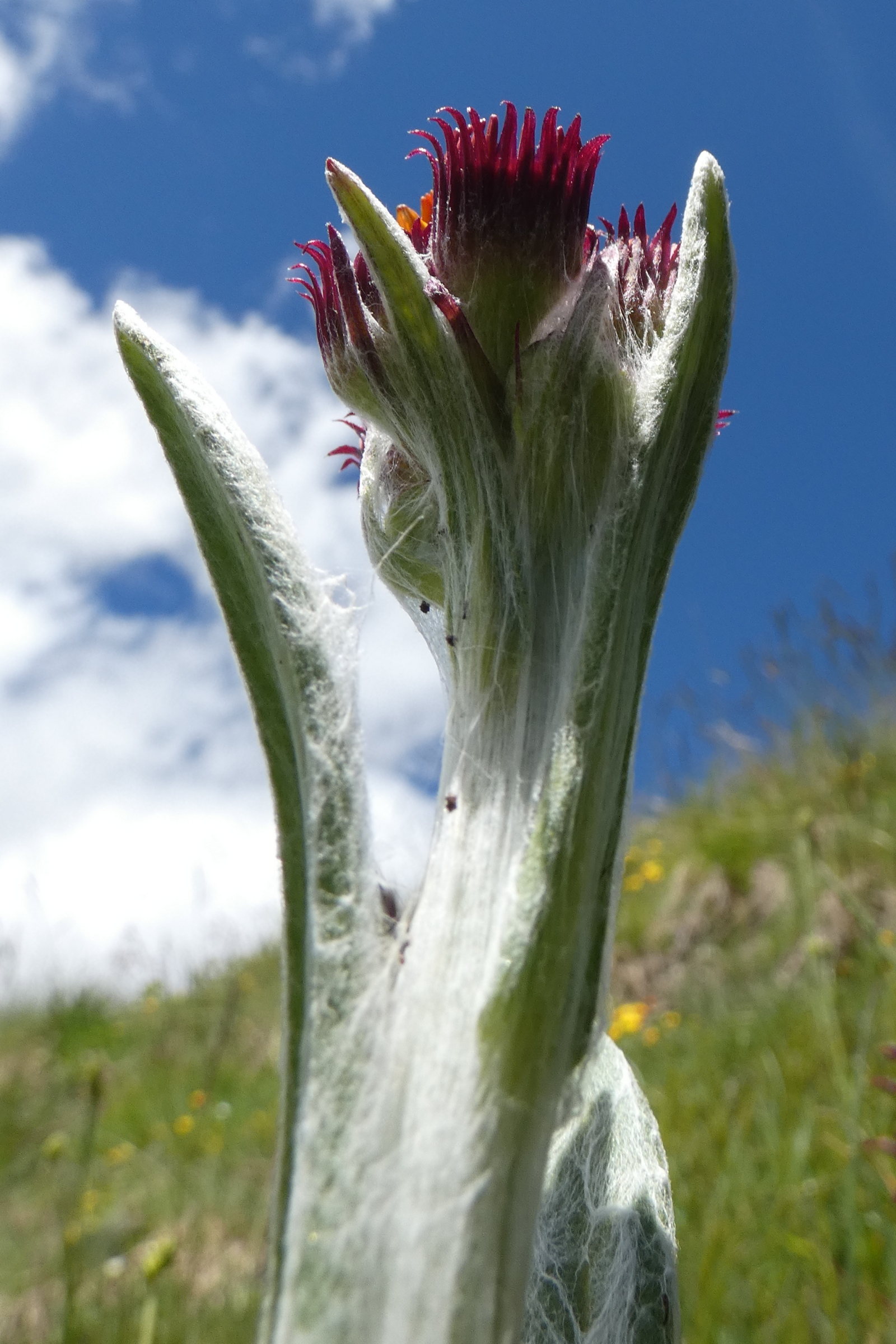 Afficher le média tephroseris_integrifolia_capitata5gv tephroseris_integrifolia_capitata5gv
