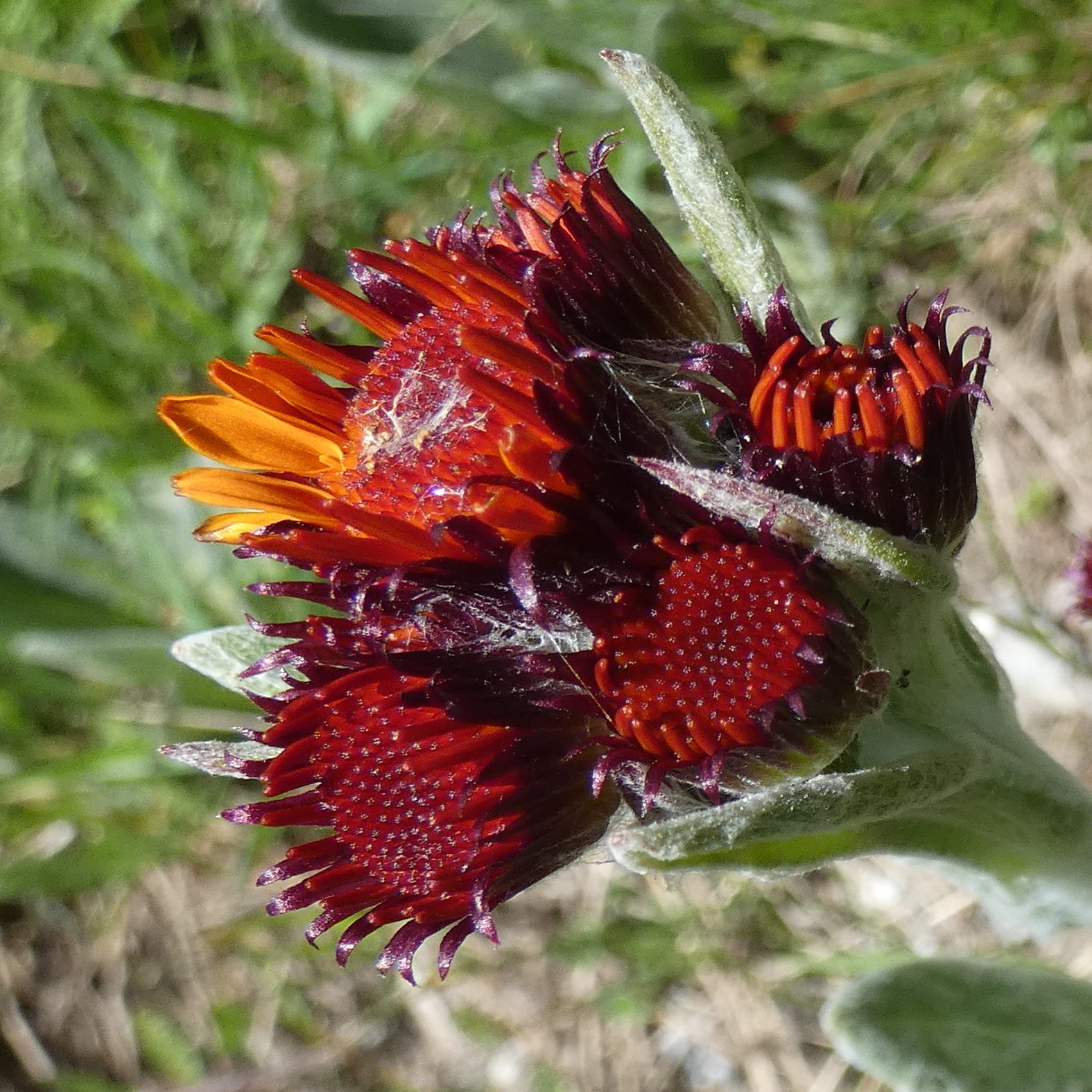 Afficher le média tephroseris_integrifolia_capitata6gv tephroseris_integrifolia_capitata6gv