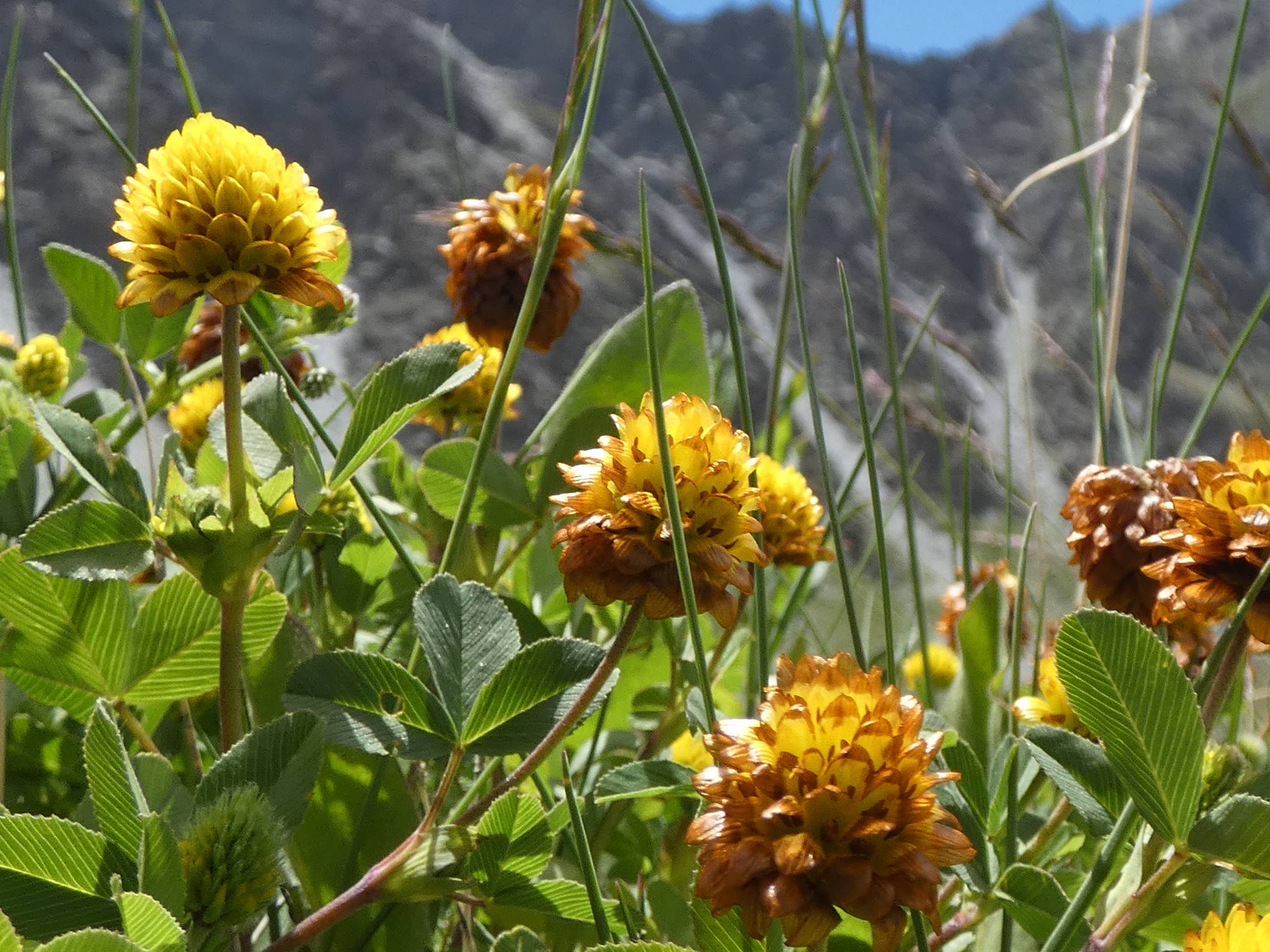 Afficher le média trifolium_badium3gv trifolium_badium3gv