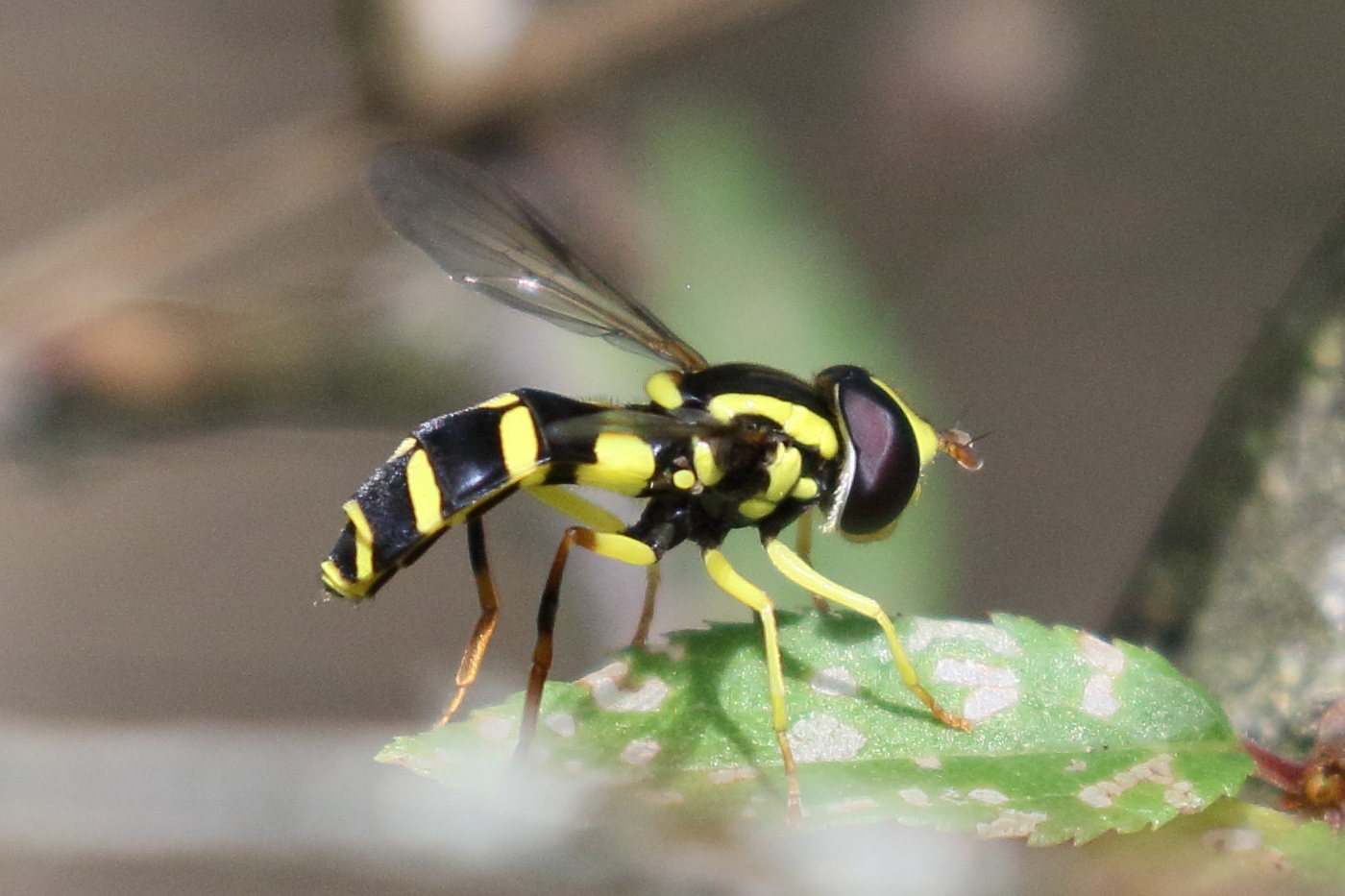 xanthogramma_dives1bd