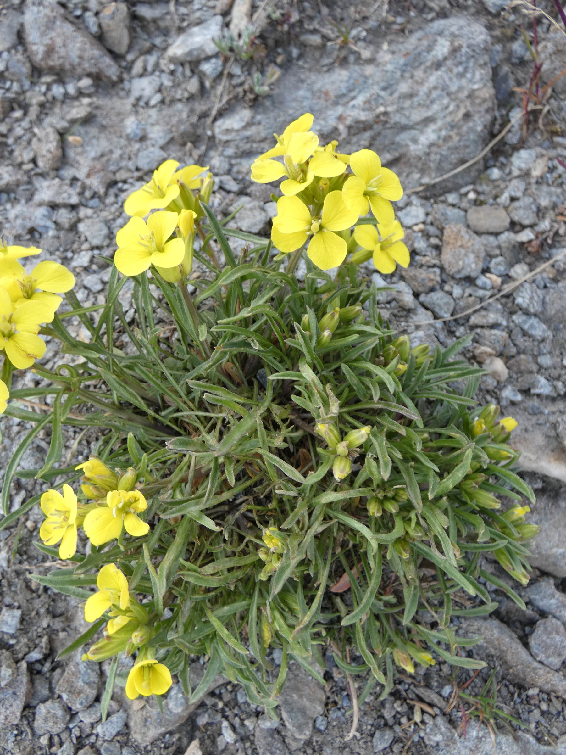 Afficher le média erysimum_jugicola1gv erysimum_jugicola1gv