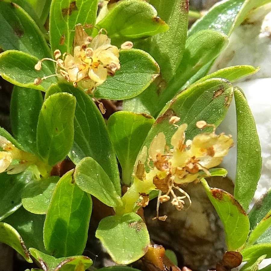 Afficher le média salix_retusa4mv salix_retusa4mv