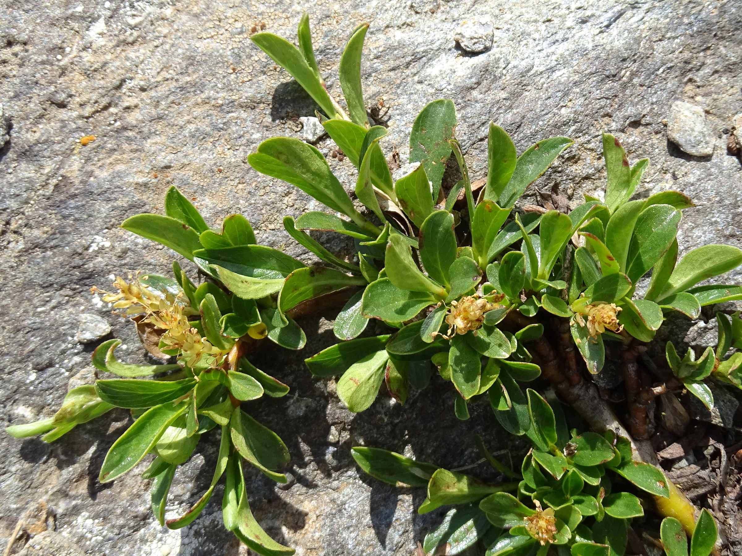 Afficher le média salix_retusa5mv salix_retusa5mv