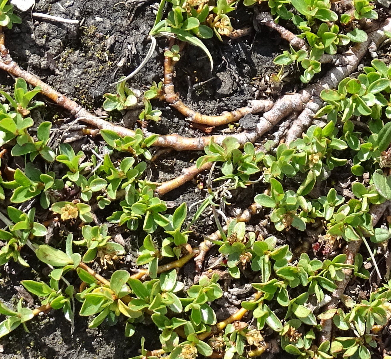 salix_serpyllifolia3mv