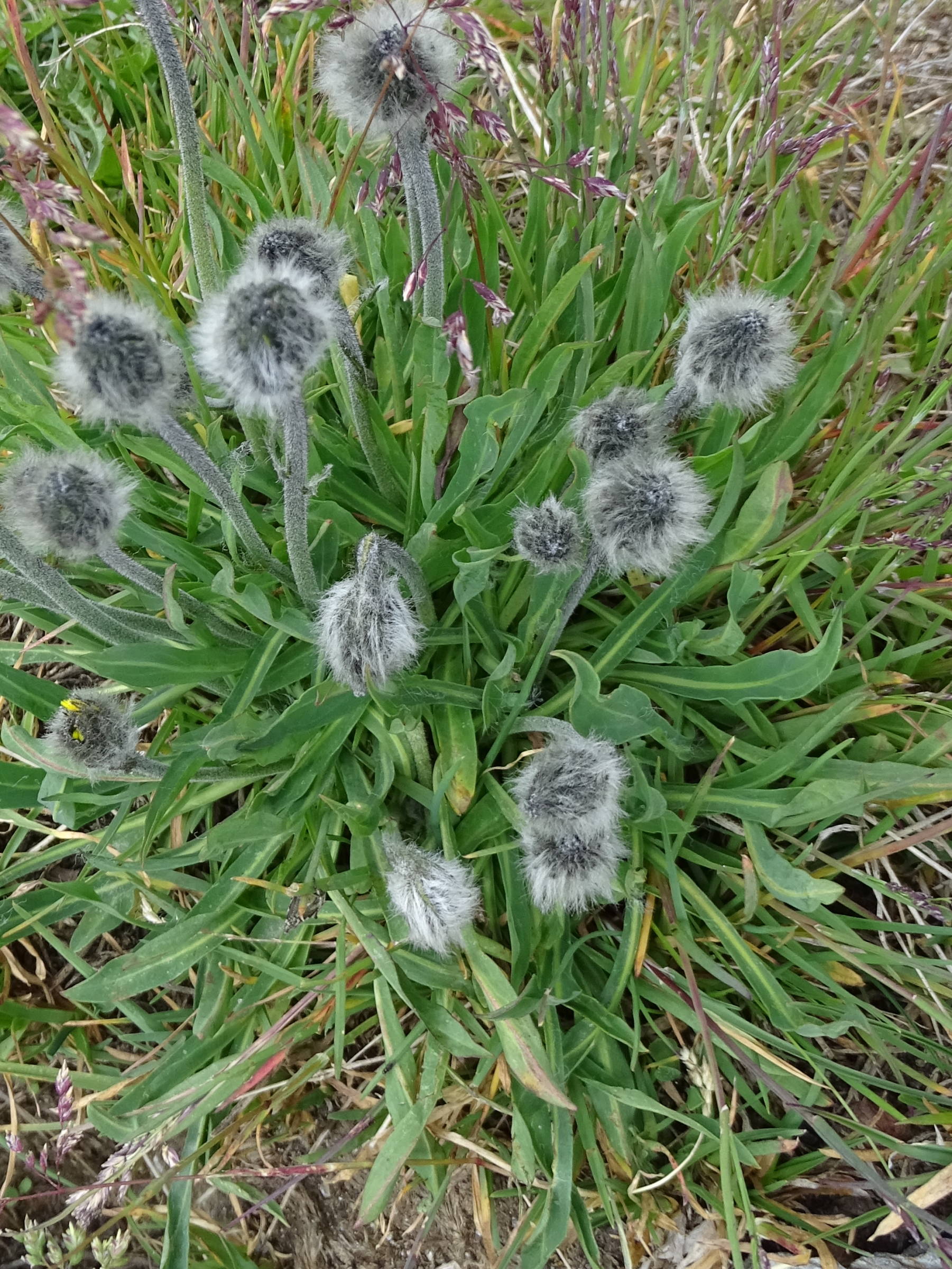 Afficher le média hieracium_piliferum3mv hieracium_piliferum3mv