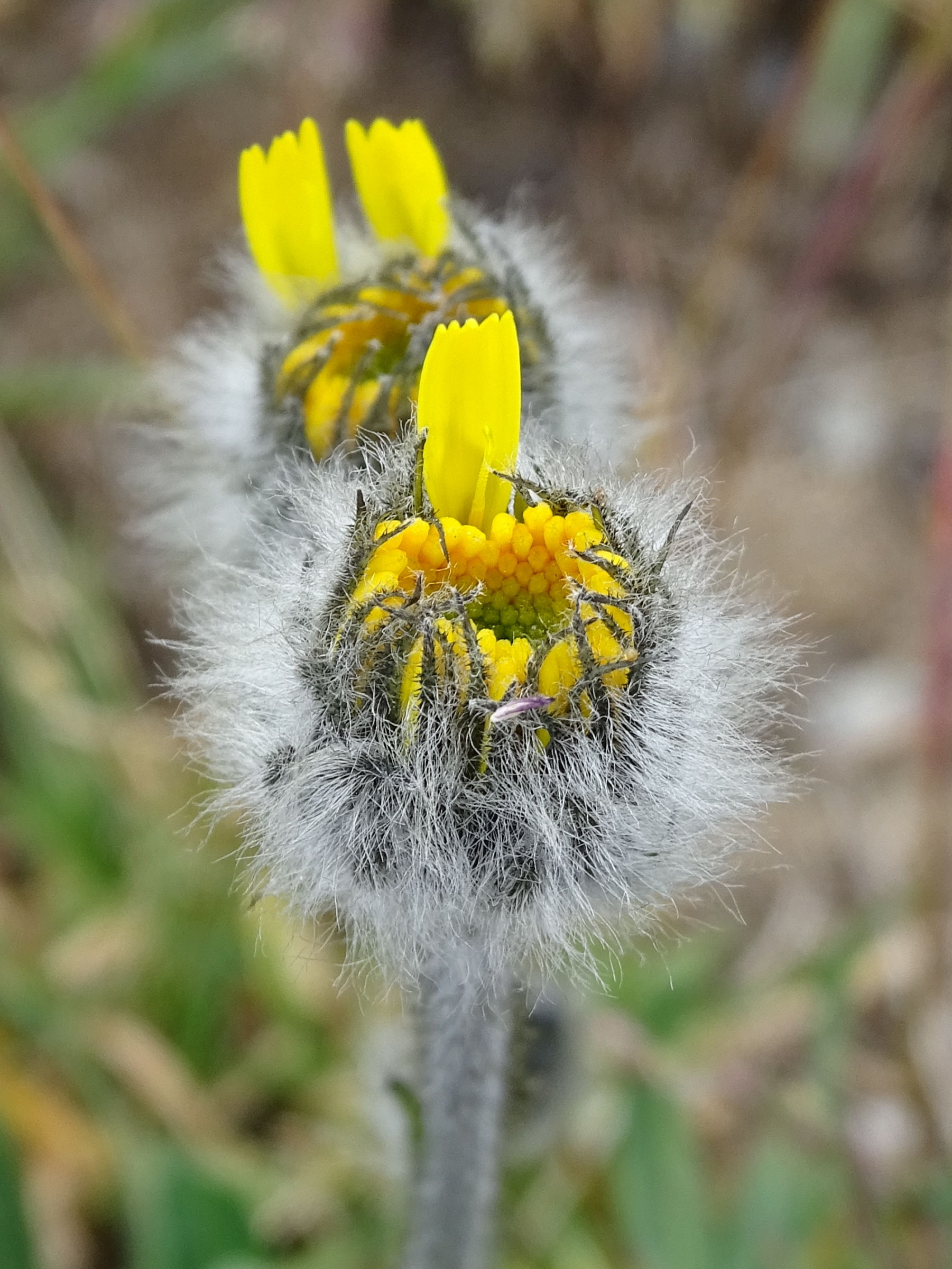 Afficher le média hieracium_piliferum4mv hieracium_piliferum4mv