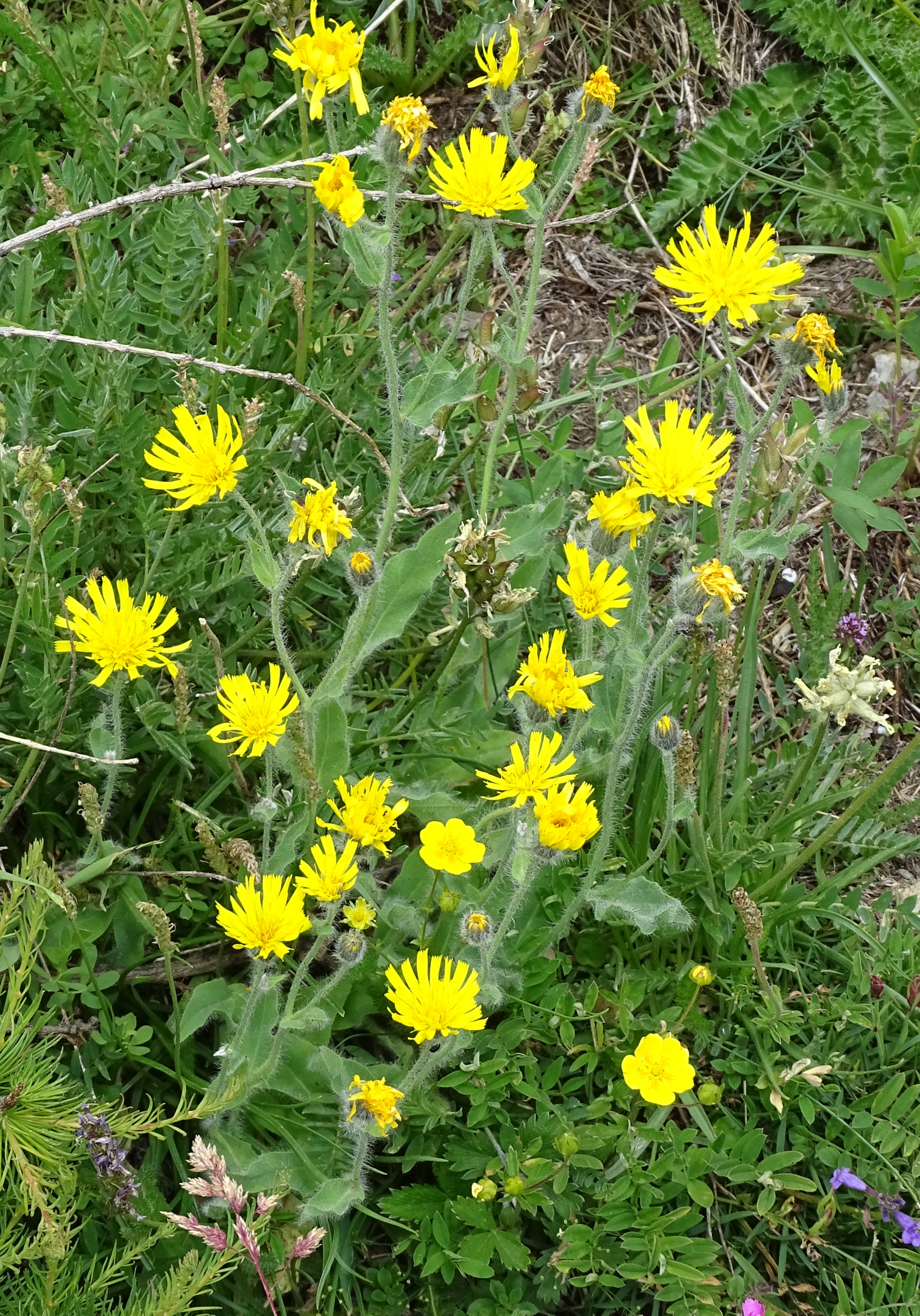 Afficher le média hieracium_villosum6mv hieracium_villosum6mv