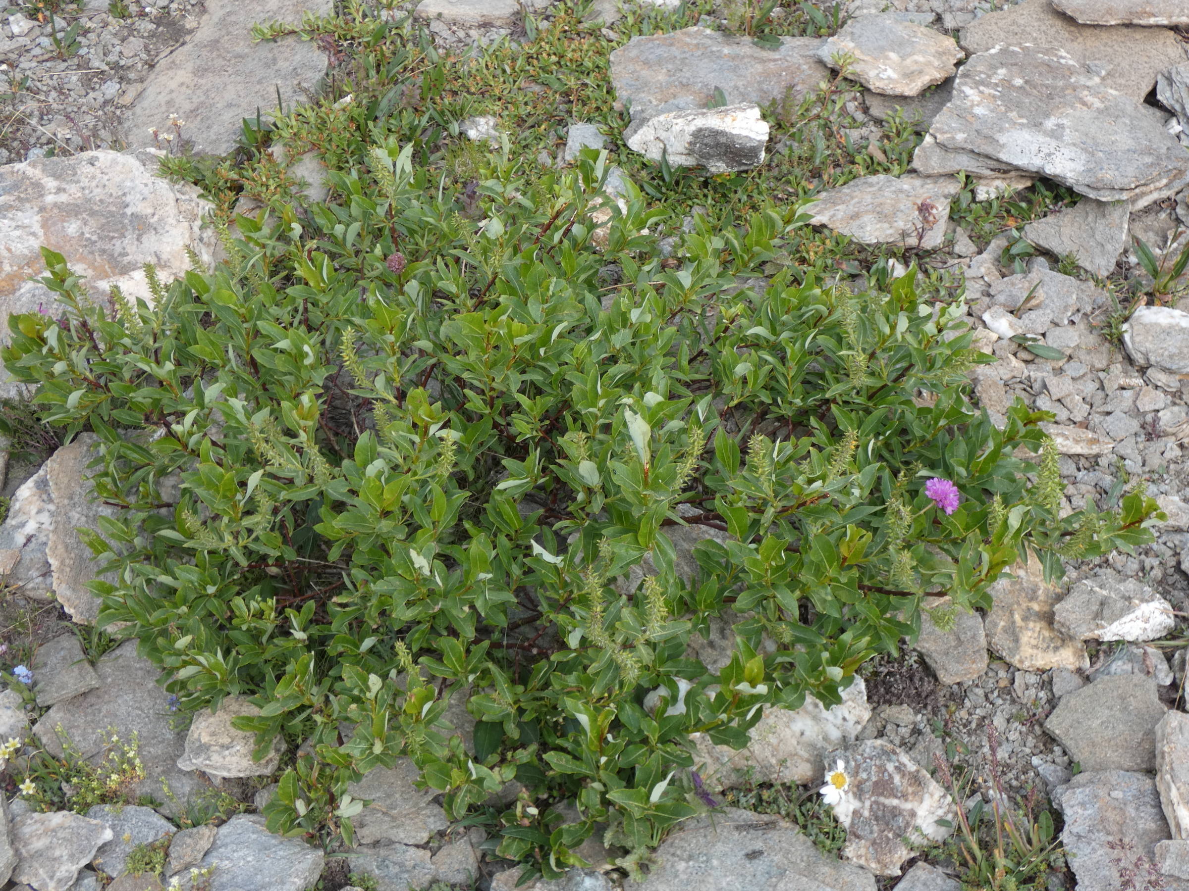 Afficher le média salix_hastata1mv salix_hastata1mv