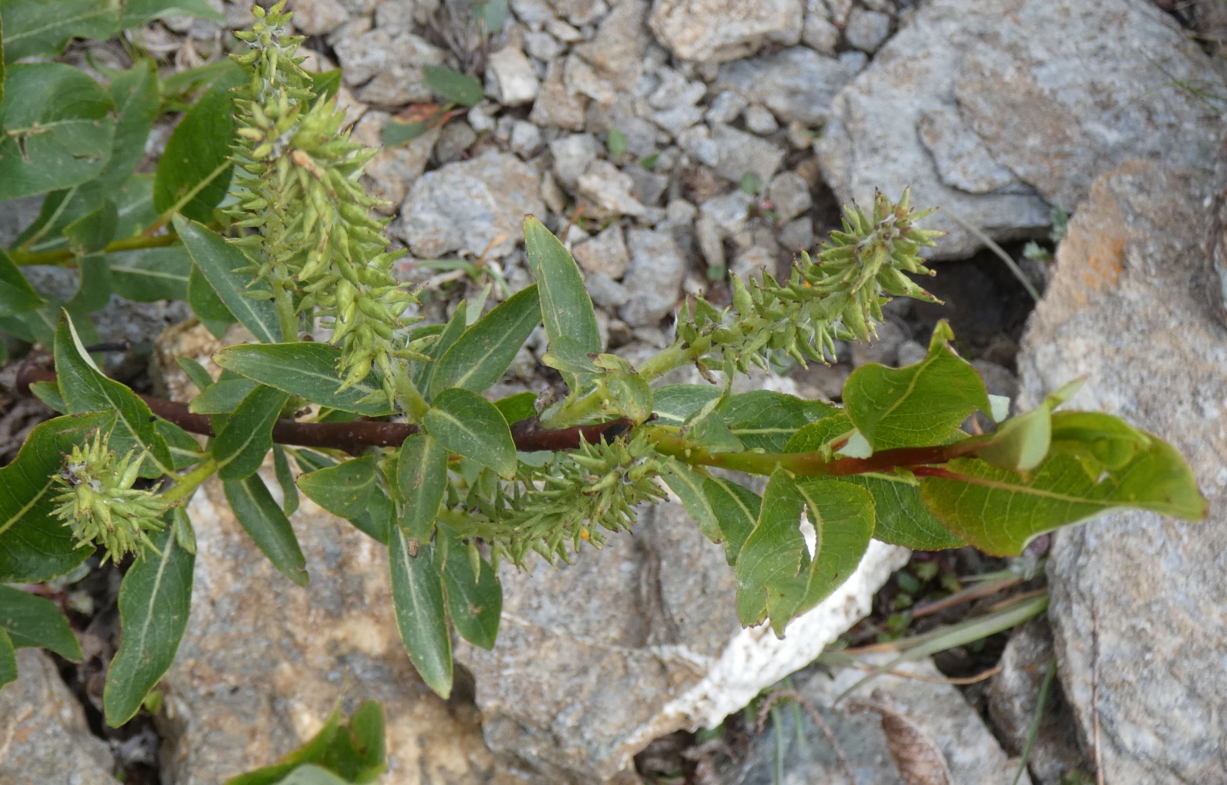 Afficher le média salix_hastata2mv salix_hastata2mv