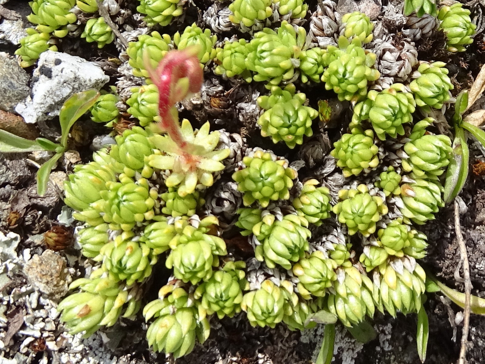 saxifraga_bryoides2mv