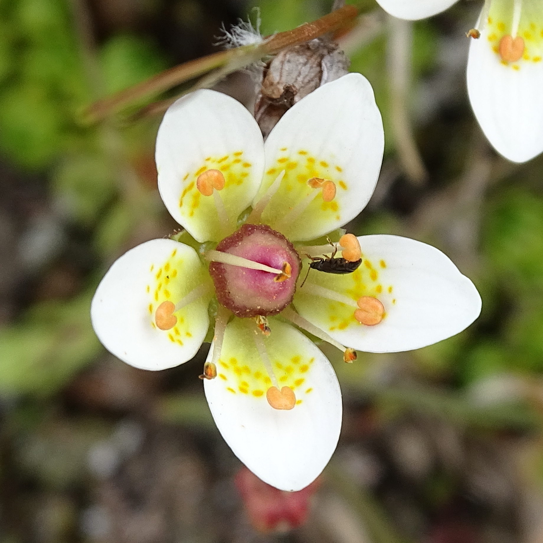 saxifraga_bryoides3mv