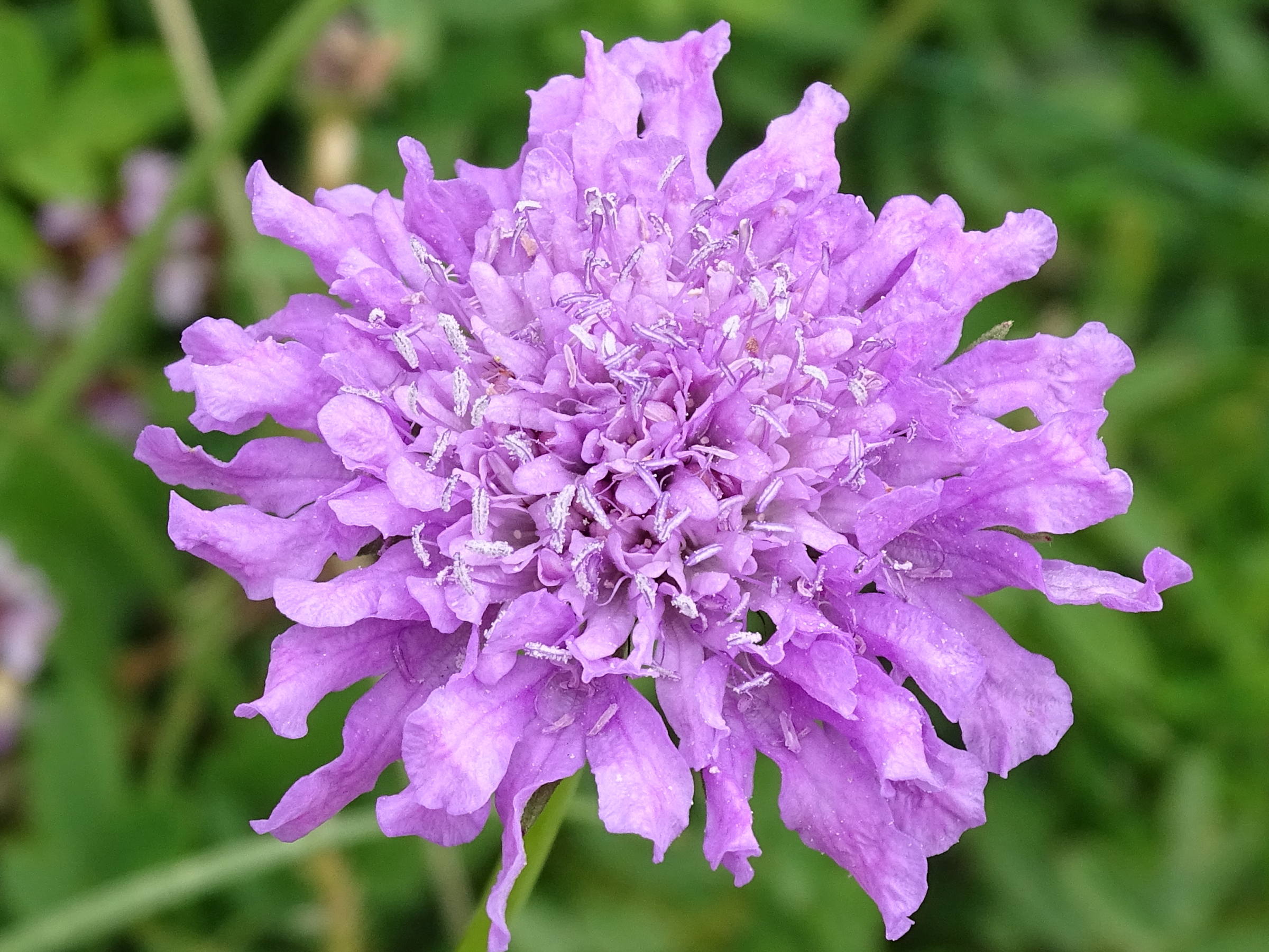 scabiosa_lucida2mv