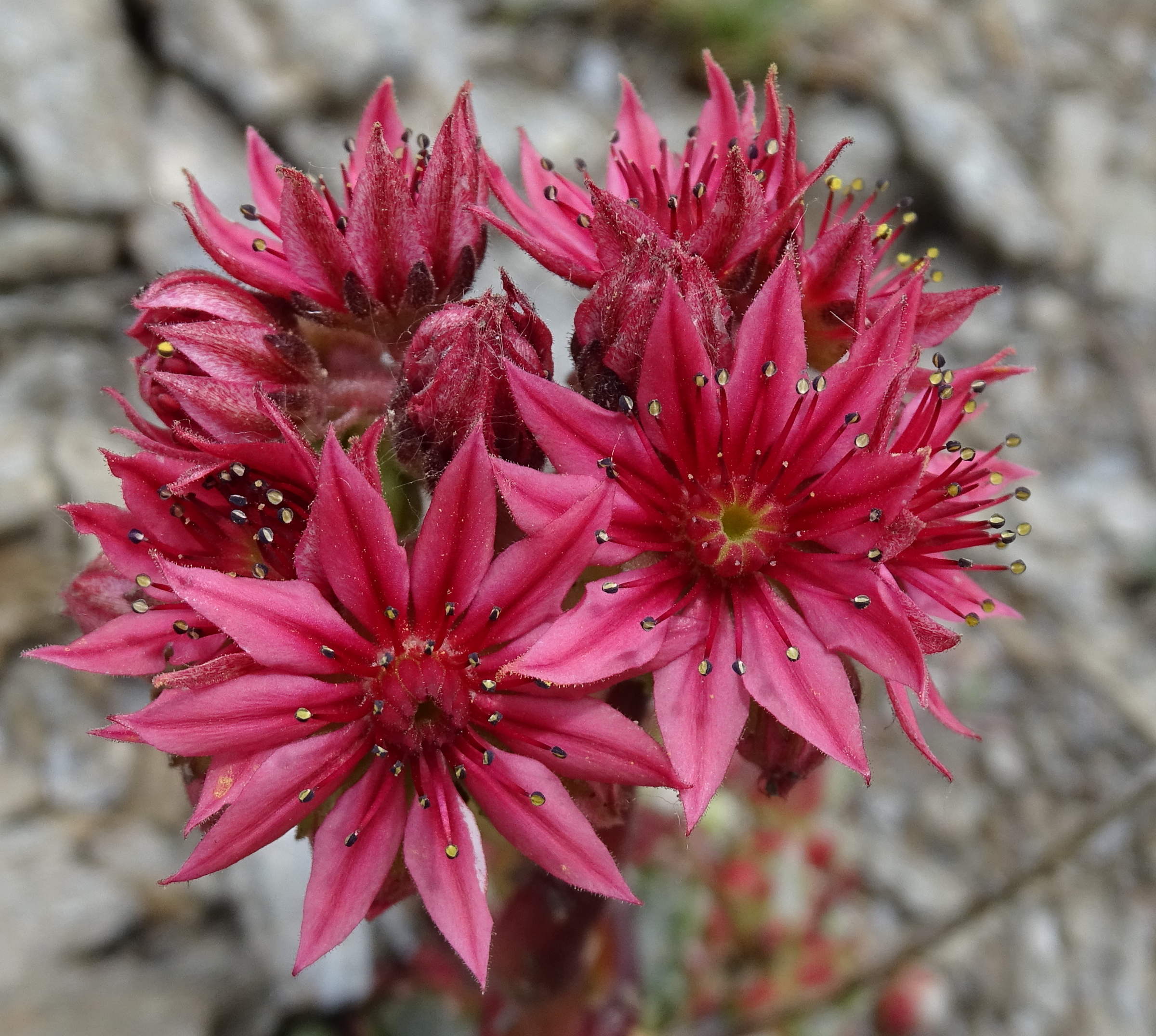 sempervivum_arachnoideum6mv