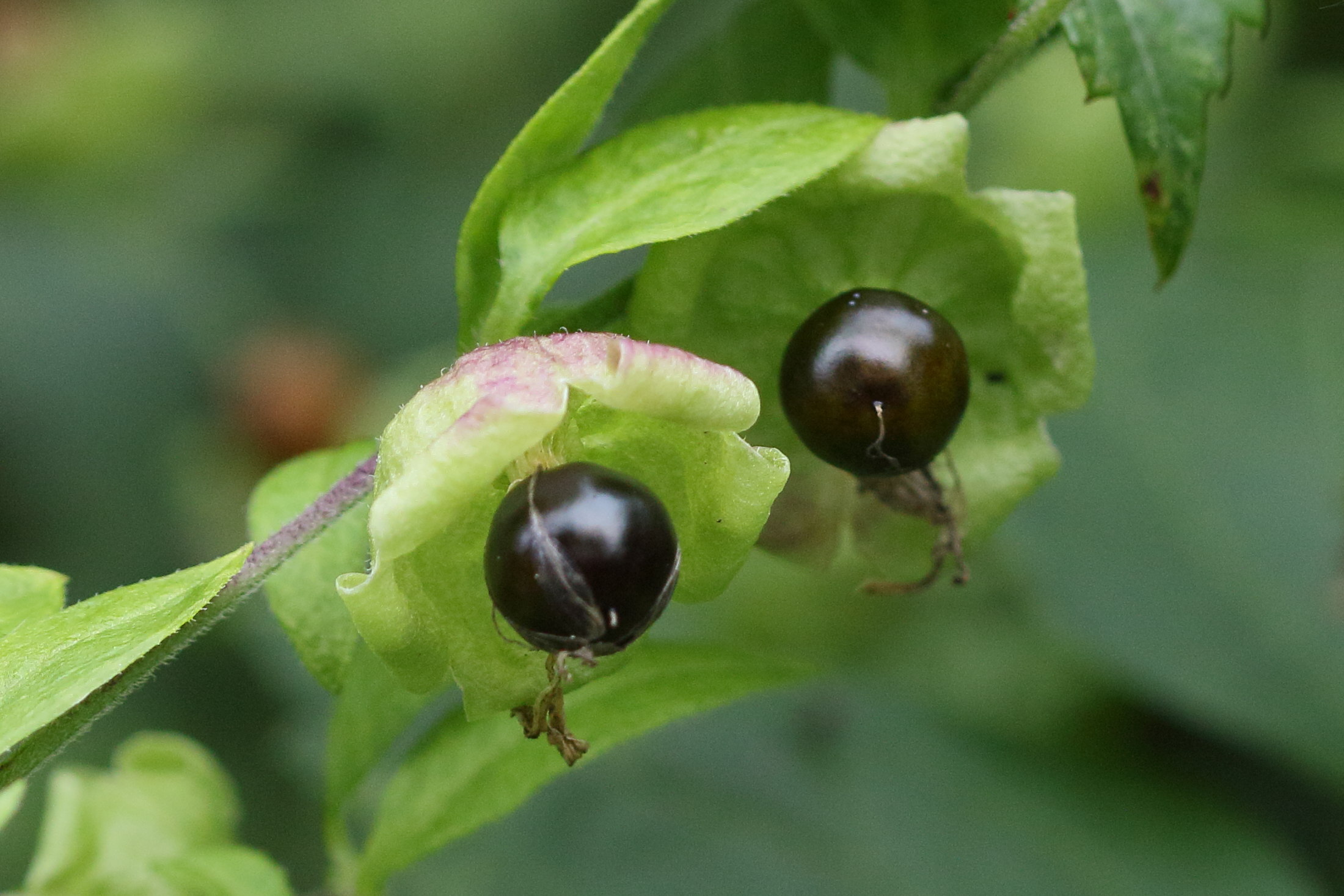 cucubalus_baccifer8md