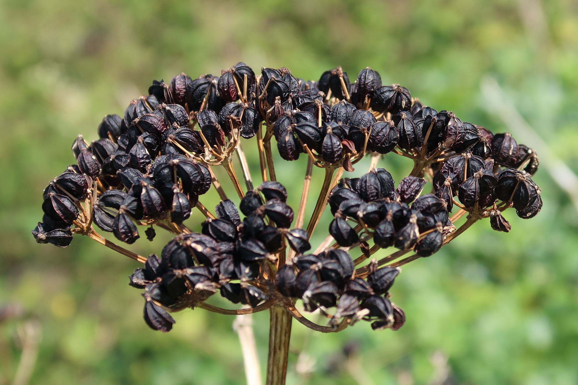 smyrnium_olustratum9md