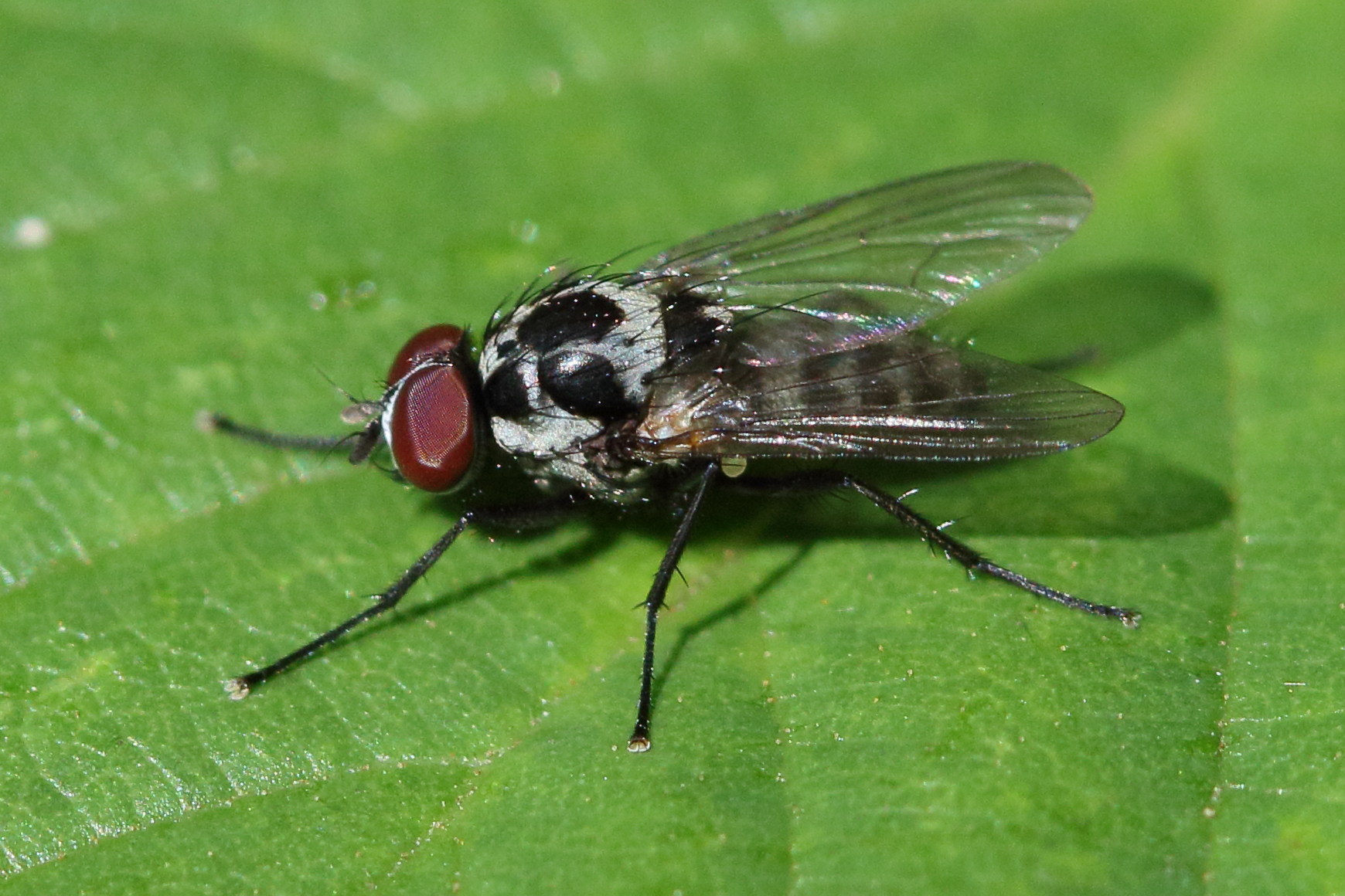 anthomyia_procellaris1md