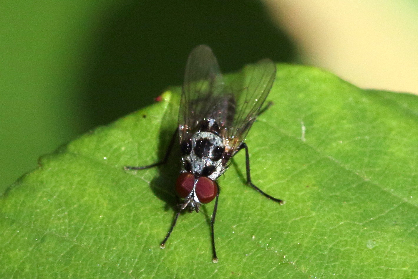 anthomyia_procellaris2md