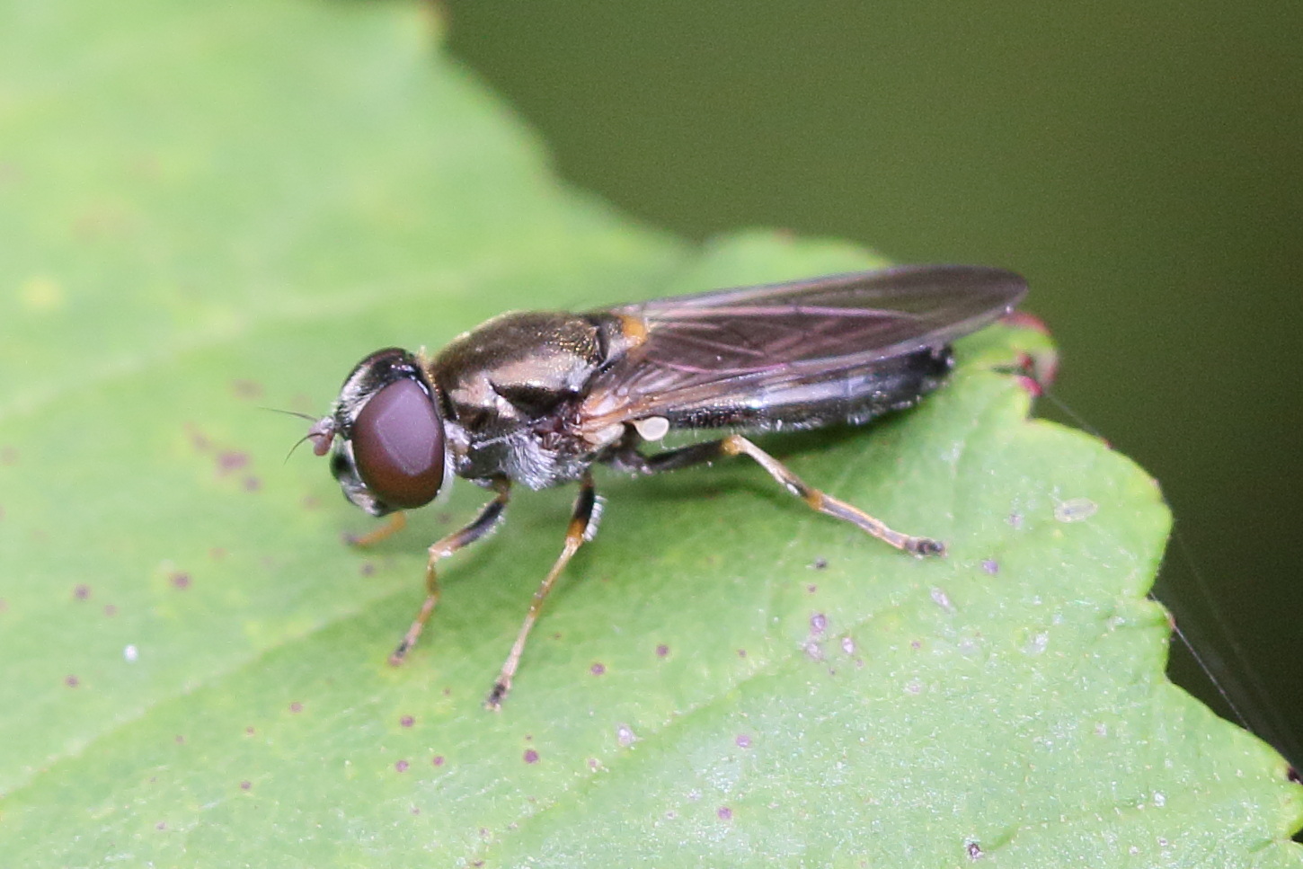 cheilosia_scutellata1md